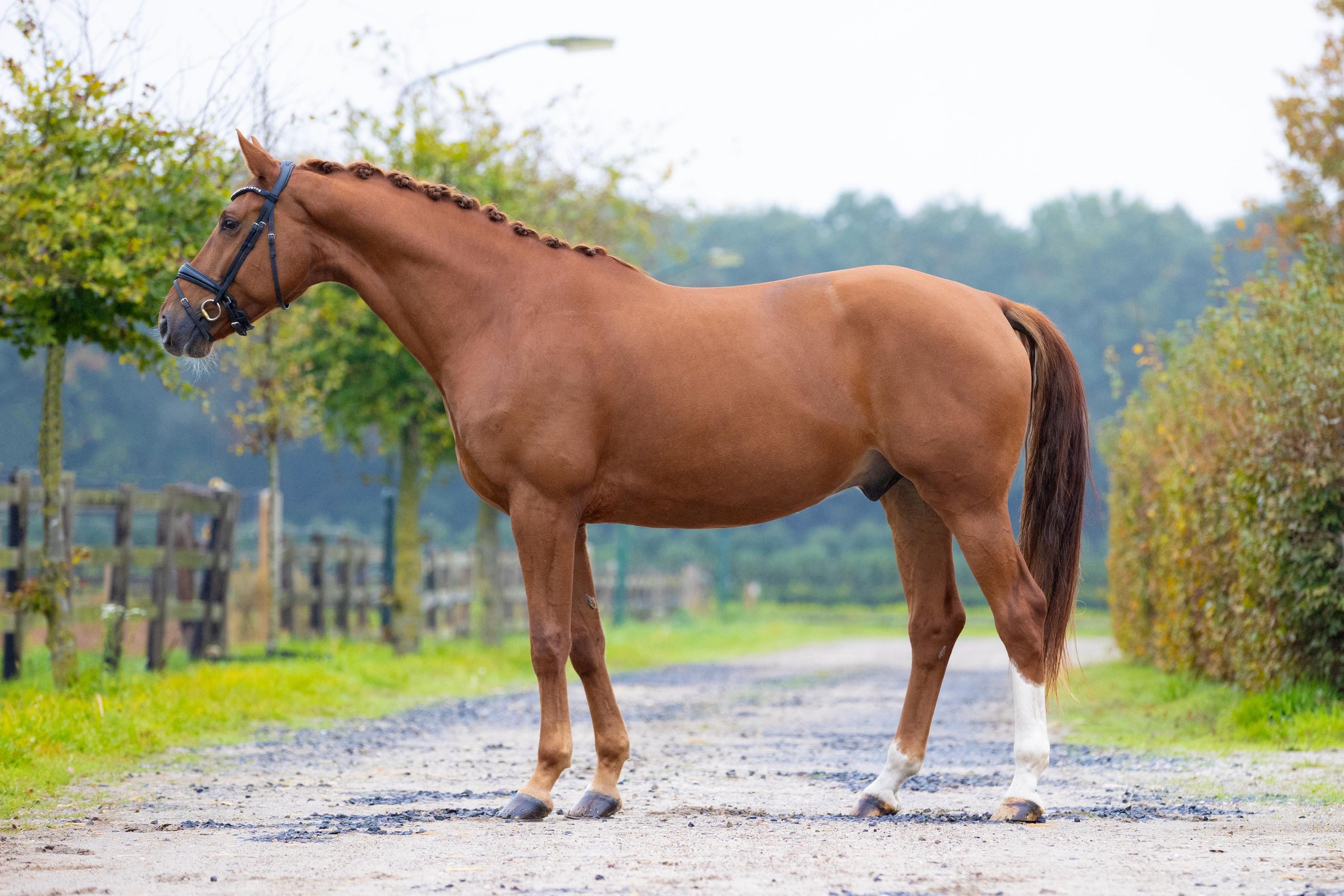 kwpn dressuurpaard ruin 7 years old vos for sale - Photo 4