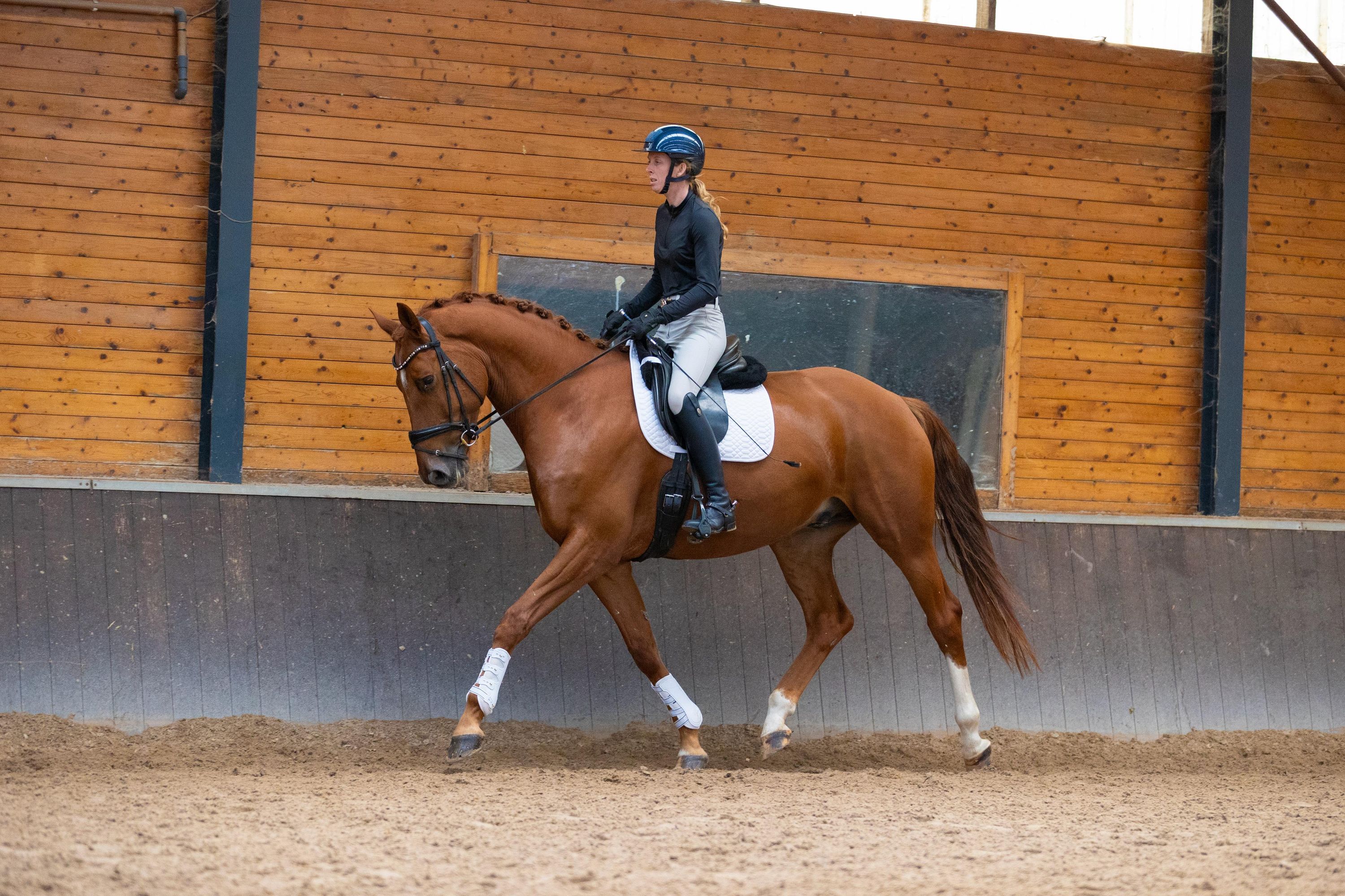 kwpn dressuurpaard ruin 7 years old vos for sale - Photo 6