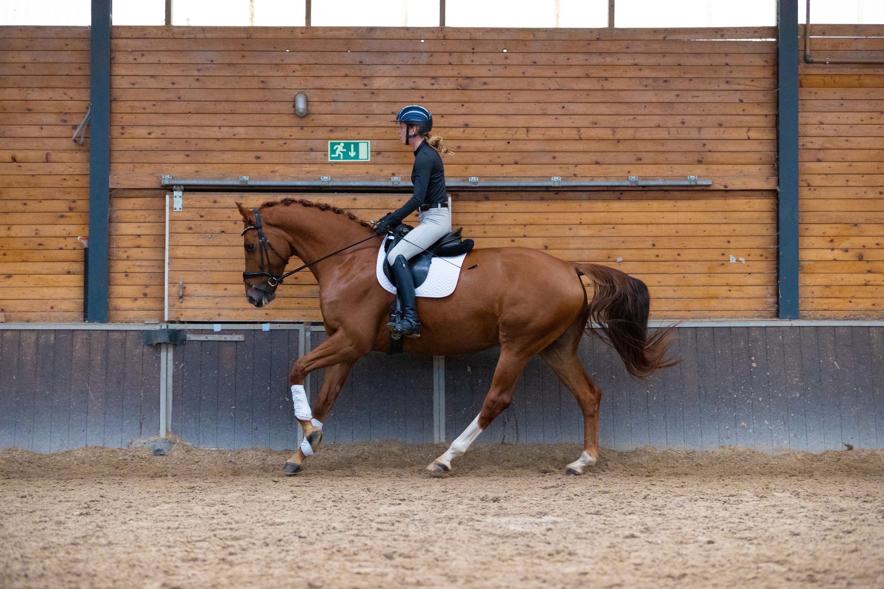 kwpn dressuurpaard ruin 7 years old vos for sale - Photo 2