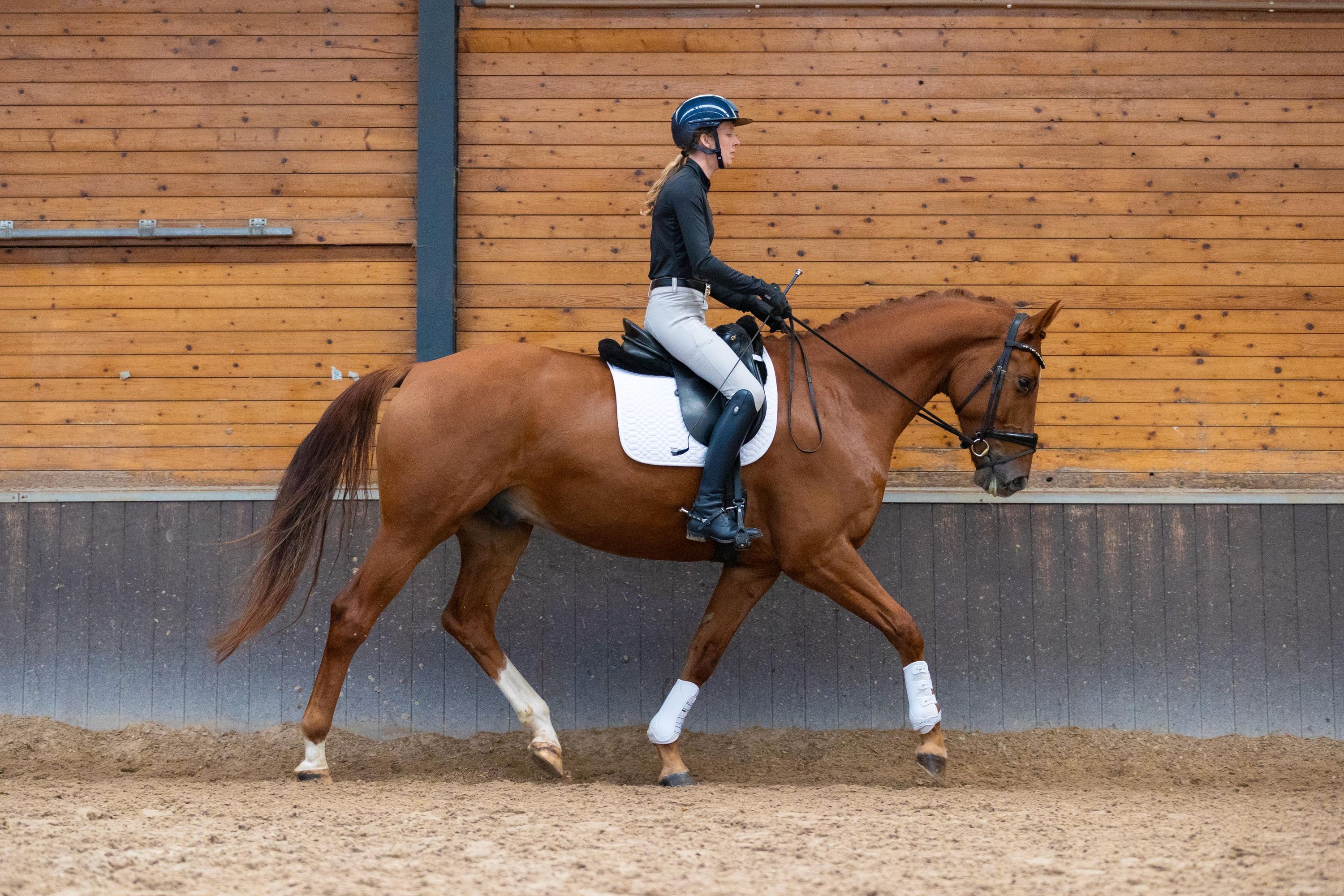 kwpn dressuurpaard ruin 7 years old vos for sale - Photo 5