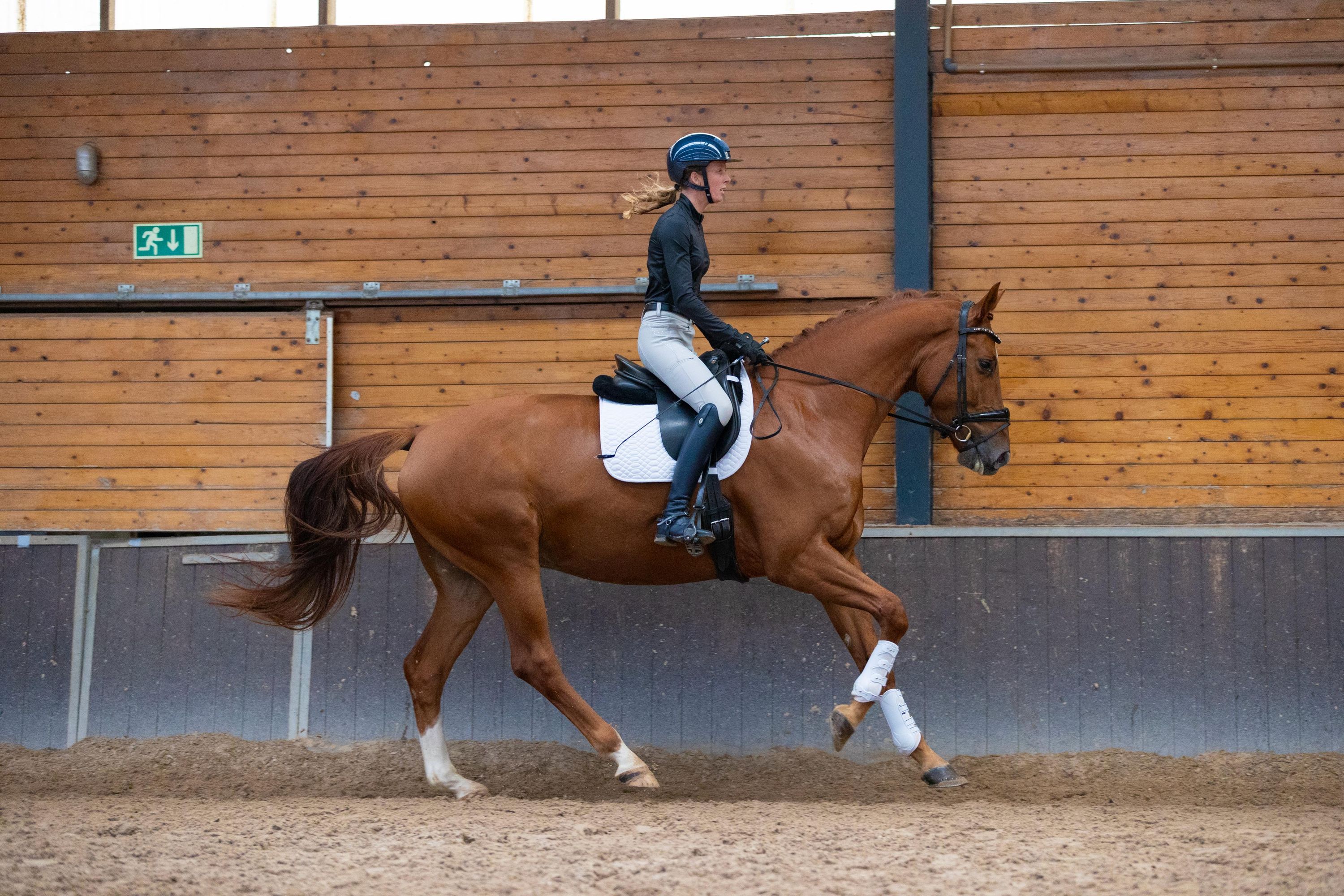 kwpn dressuurpaard ruin 7 years old vos for sale - Photo 3