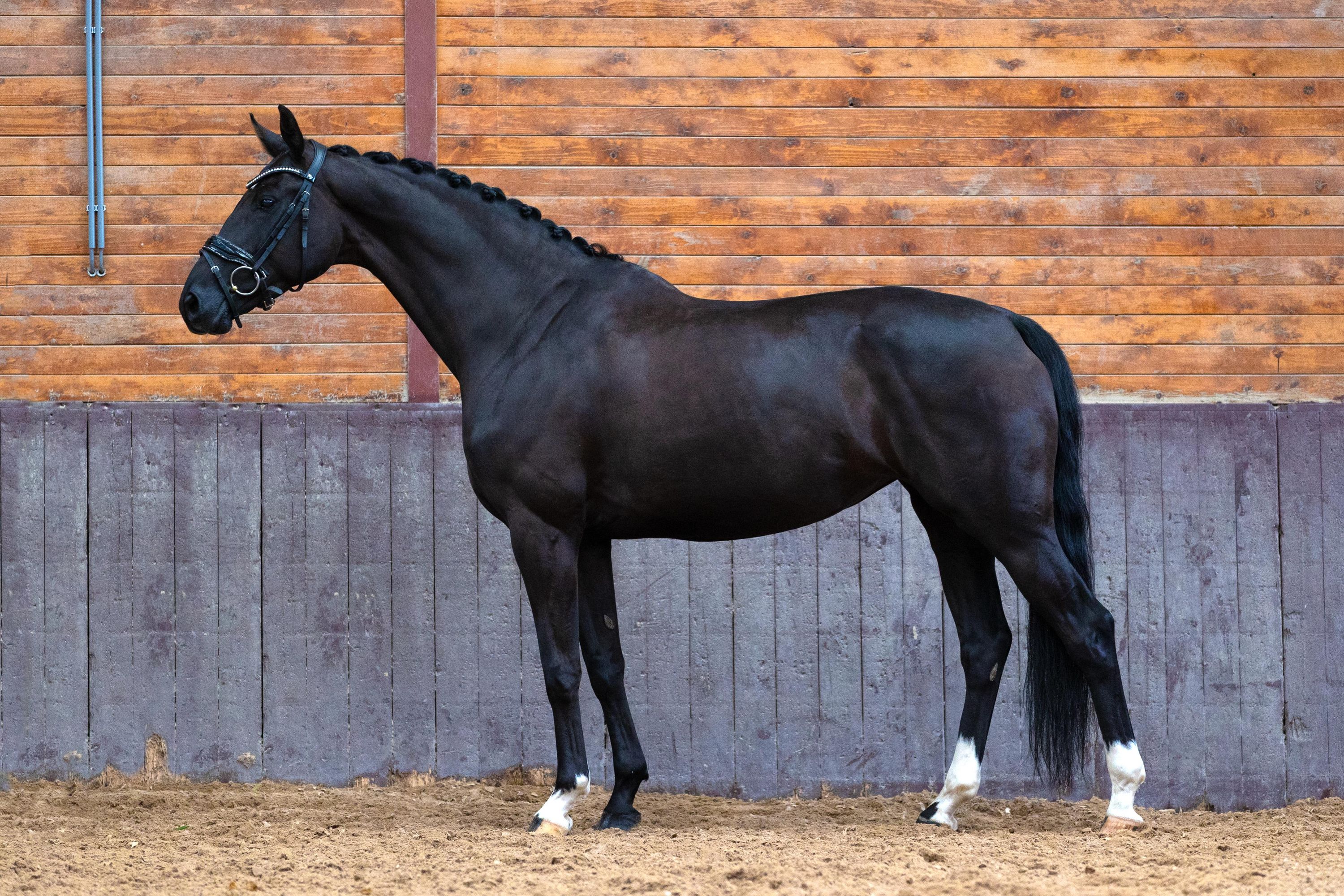 kwpn dressuurpaard merrie 6 år zwart till salu - Foto 3