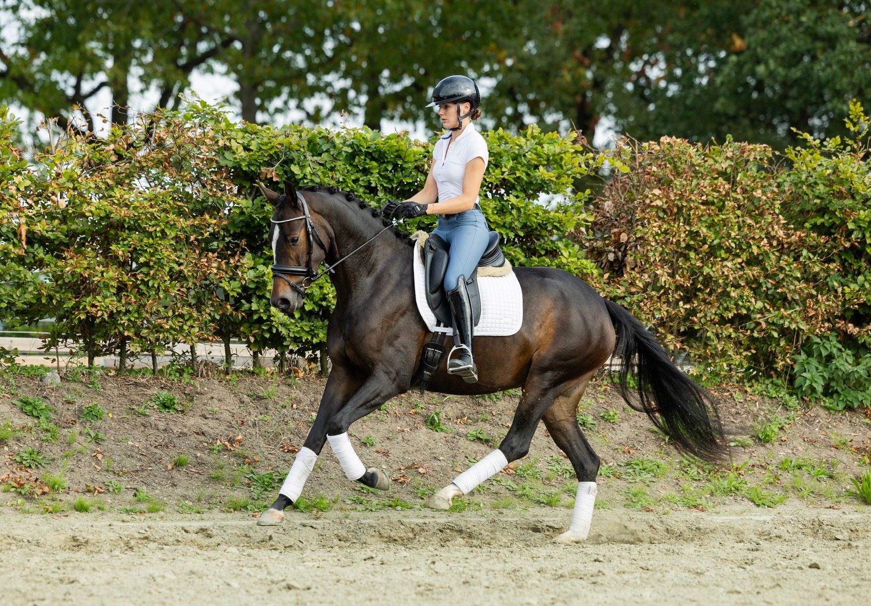 kwpn dressuurpaard merrie 3 years old donkerbruin for sale - Photo 5
