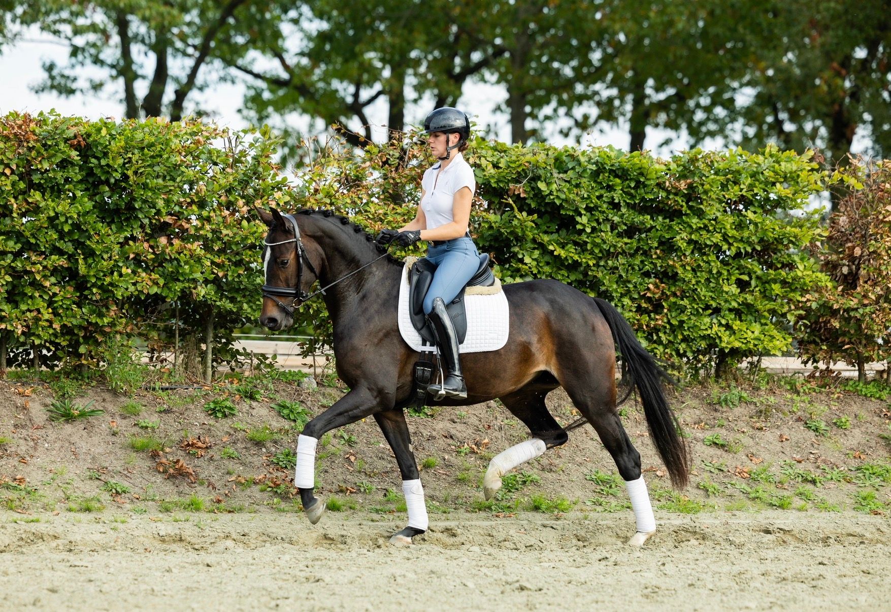 kwpn dressuurpaard merrie 3 years old donkerbruin for sale - Photo 4