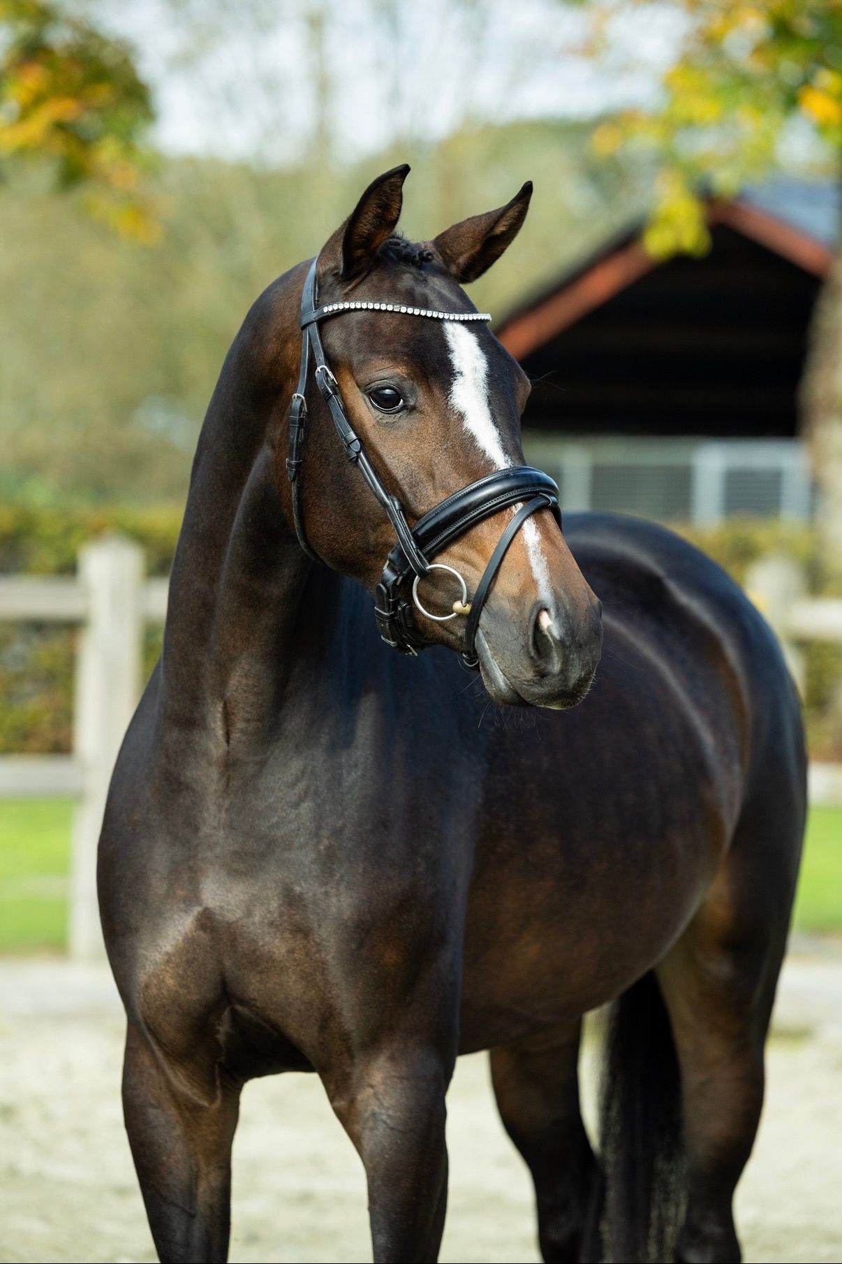 kwpn dressuurpaard merrie 3 years old donkerbruin for sale - Photo 3