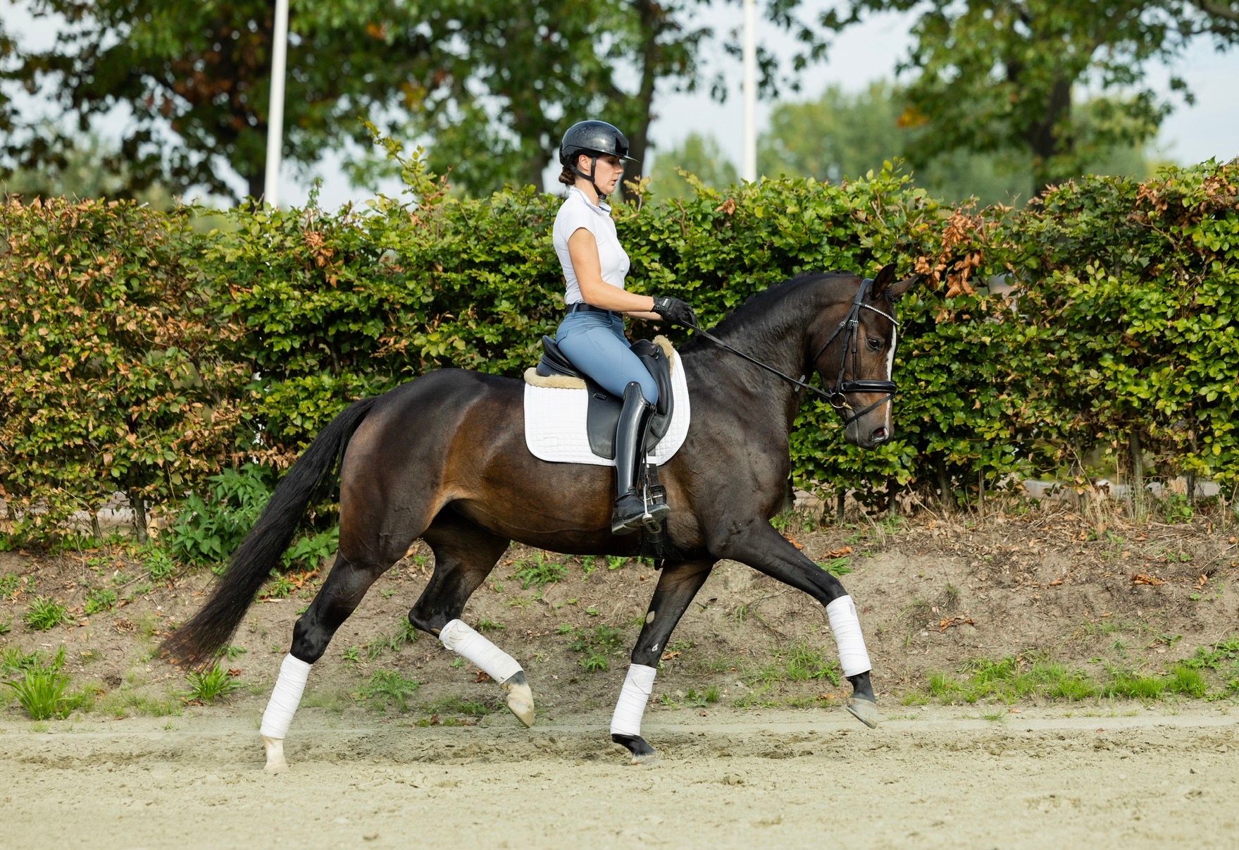 kwpn dressuurpaard merrie 3 years old donkerbruin for sale - Photo 2