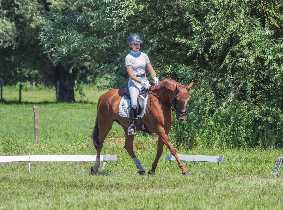 Talented dressage pony for sale