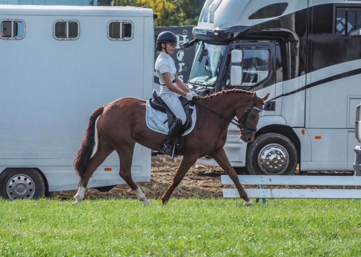 bwp dressuurpony merrie 13 years old vos for sale - Photo 3