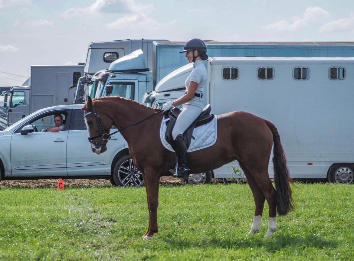 bwp dressuurpony merrie 13 years old vos for sale - Photo 5