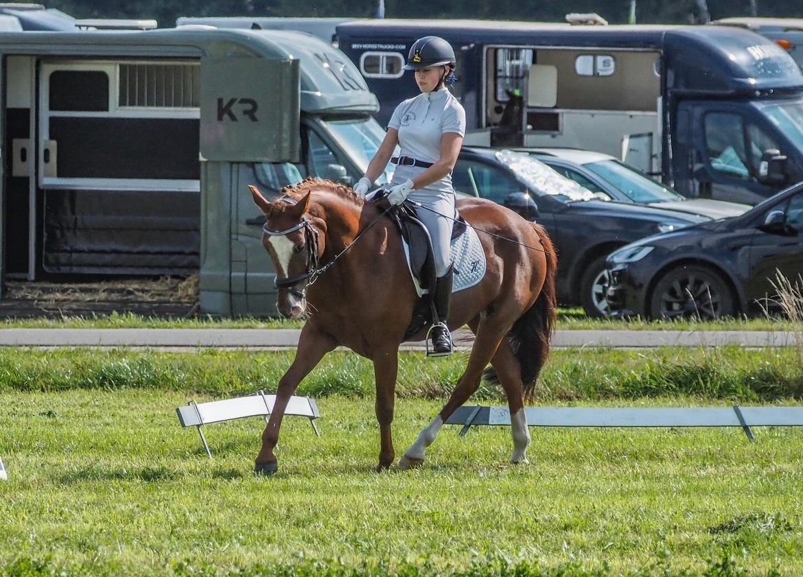 bwp dressuurpony merrie 13 years old vos for sale - Photo 2