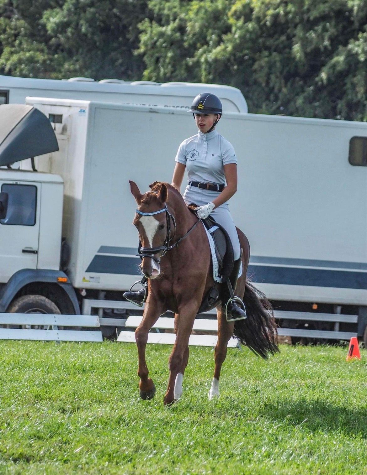 bwp dressuurpony merrie 13 years old vos for sale - Photo 4