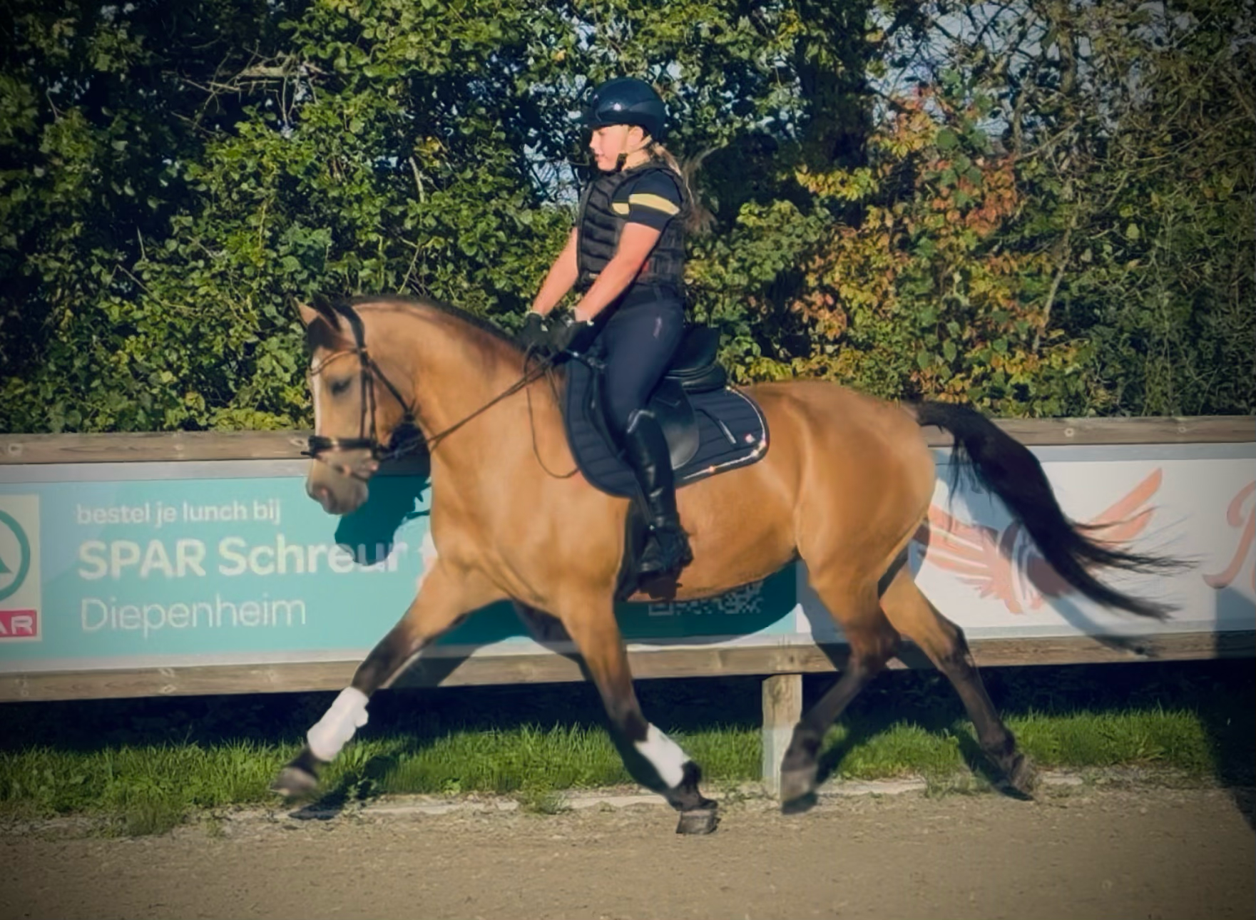 new-forest dressuurpony merrie 13 años andere-kleur en venta - Foto 6