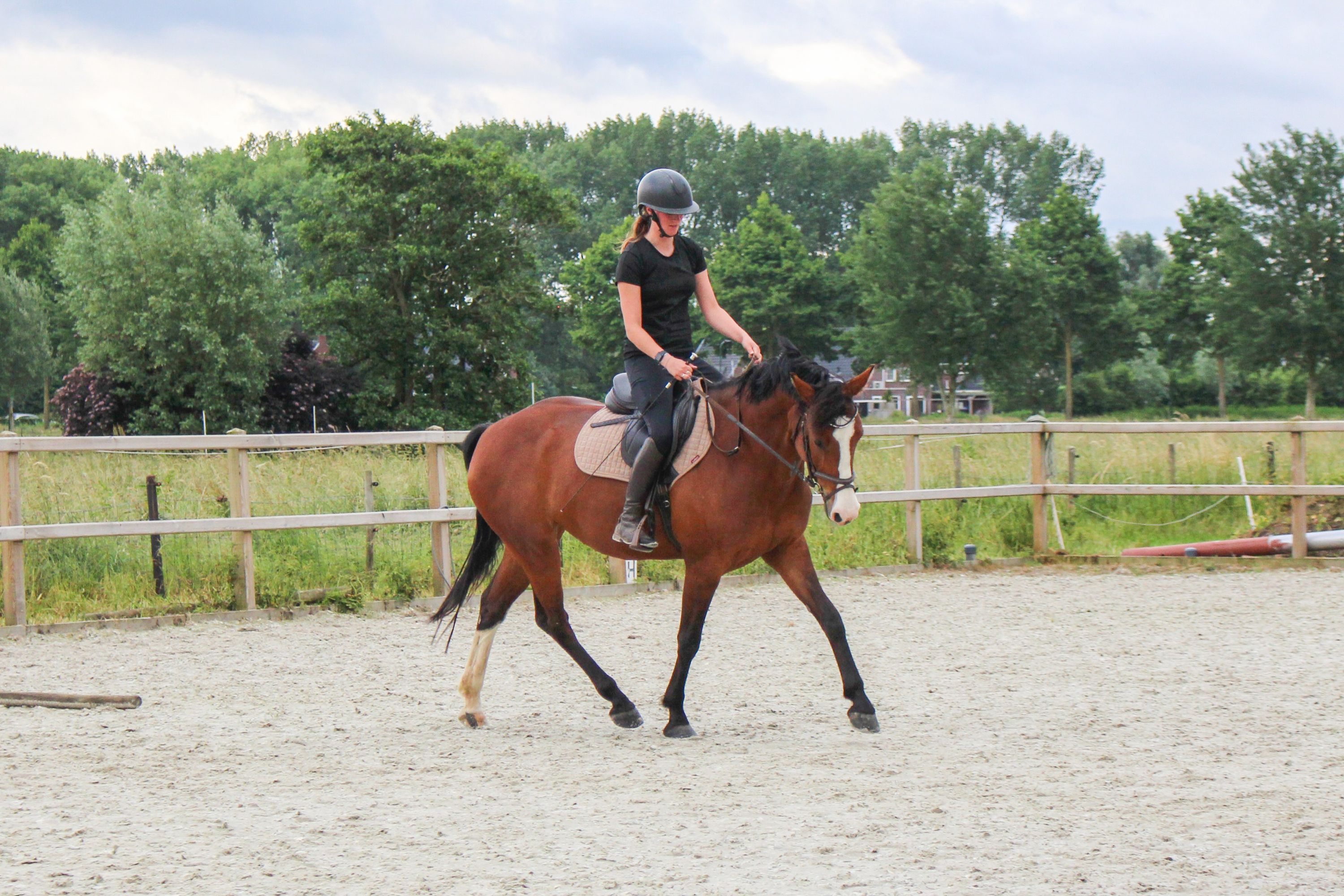 anglo-europees springpaard merrie 8 years old bruin for sale - Photo 6