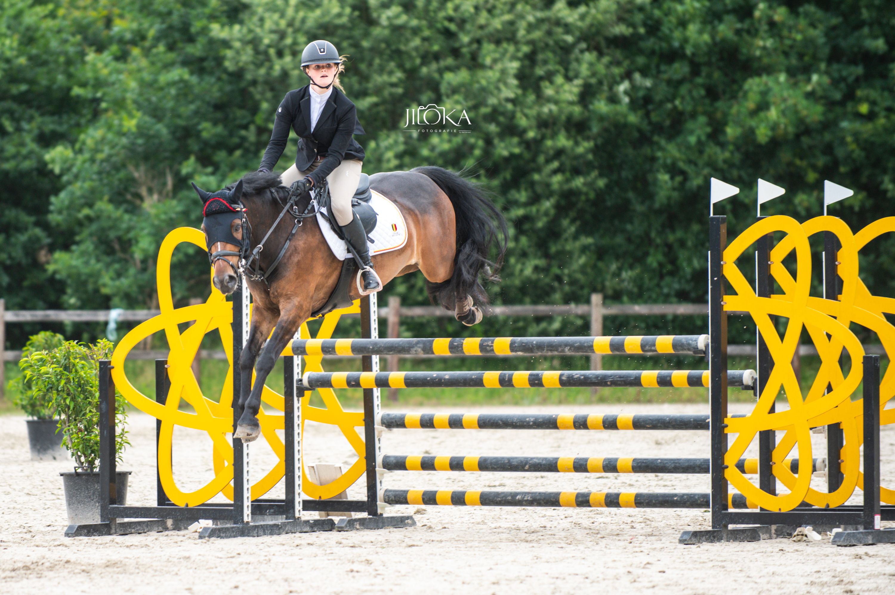 bwp eventingpony ruin 8 years old donkerbruin for sale - Photo 3