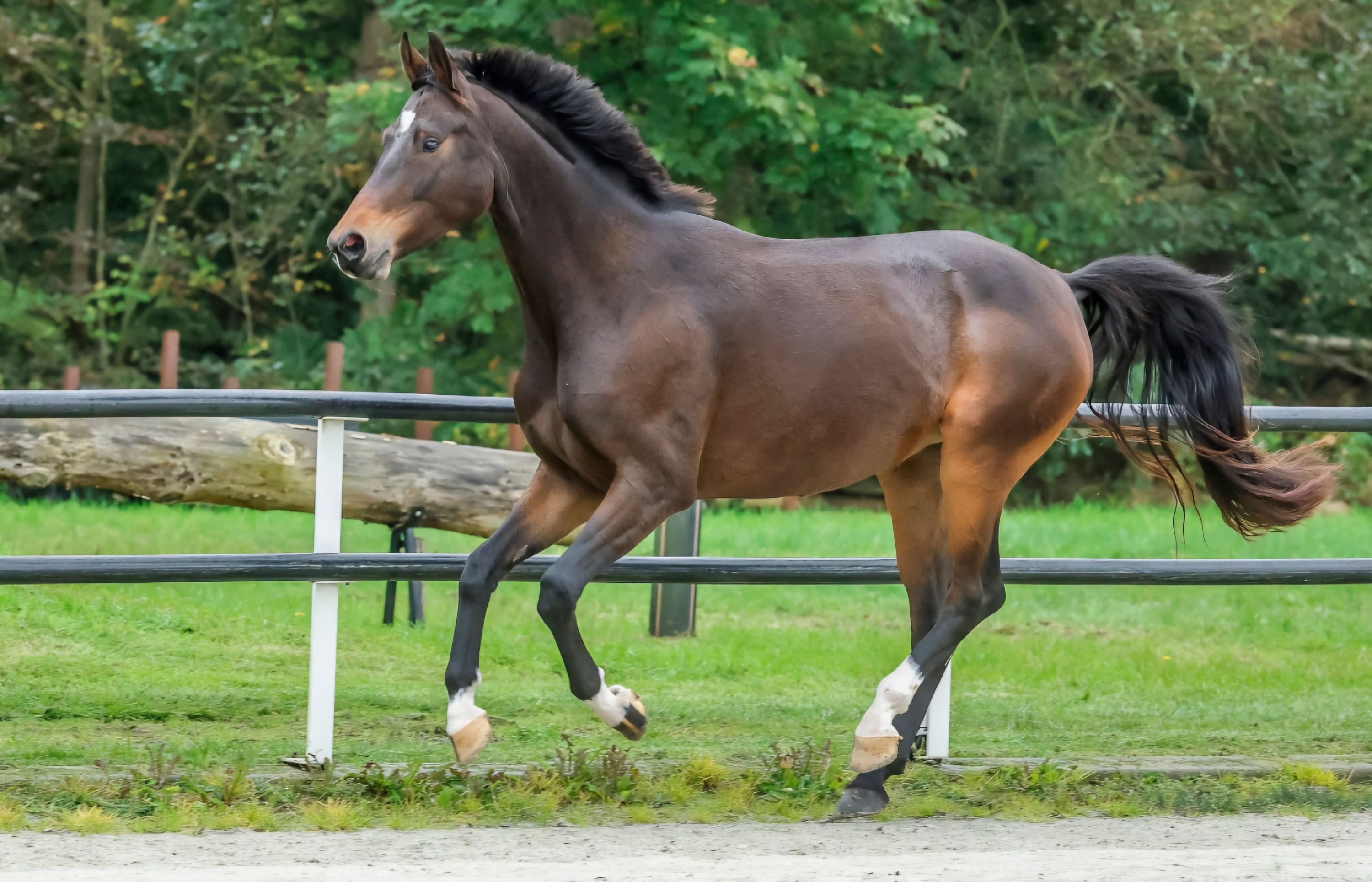 kwpn dressuurpaard merrie 5 rokov bruin na predaj - Foto 5