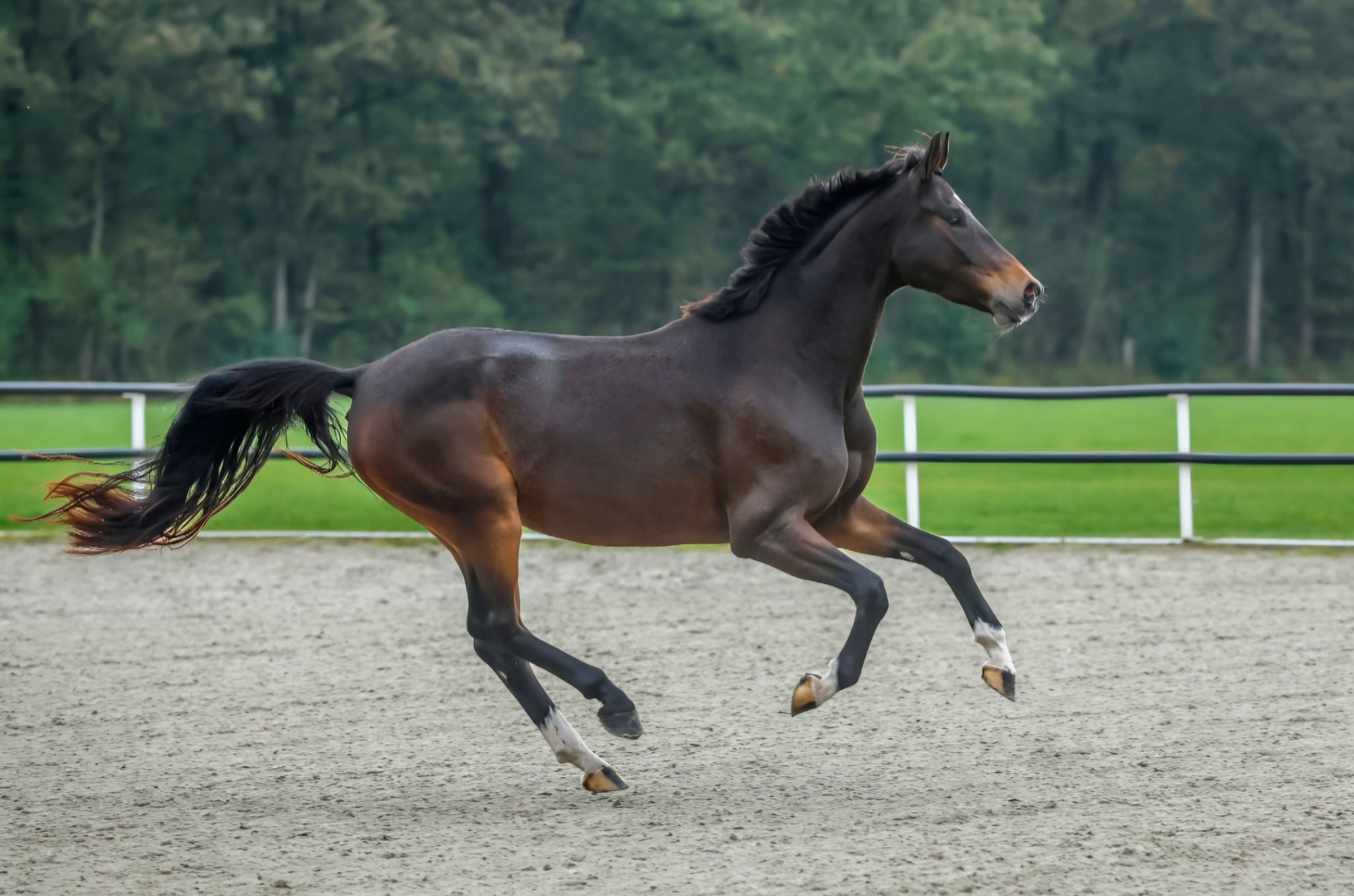 kwpn dressuurpaard merrie 5 rokov bruin na predaj - Foto 6