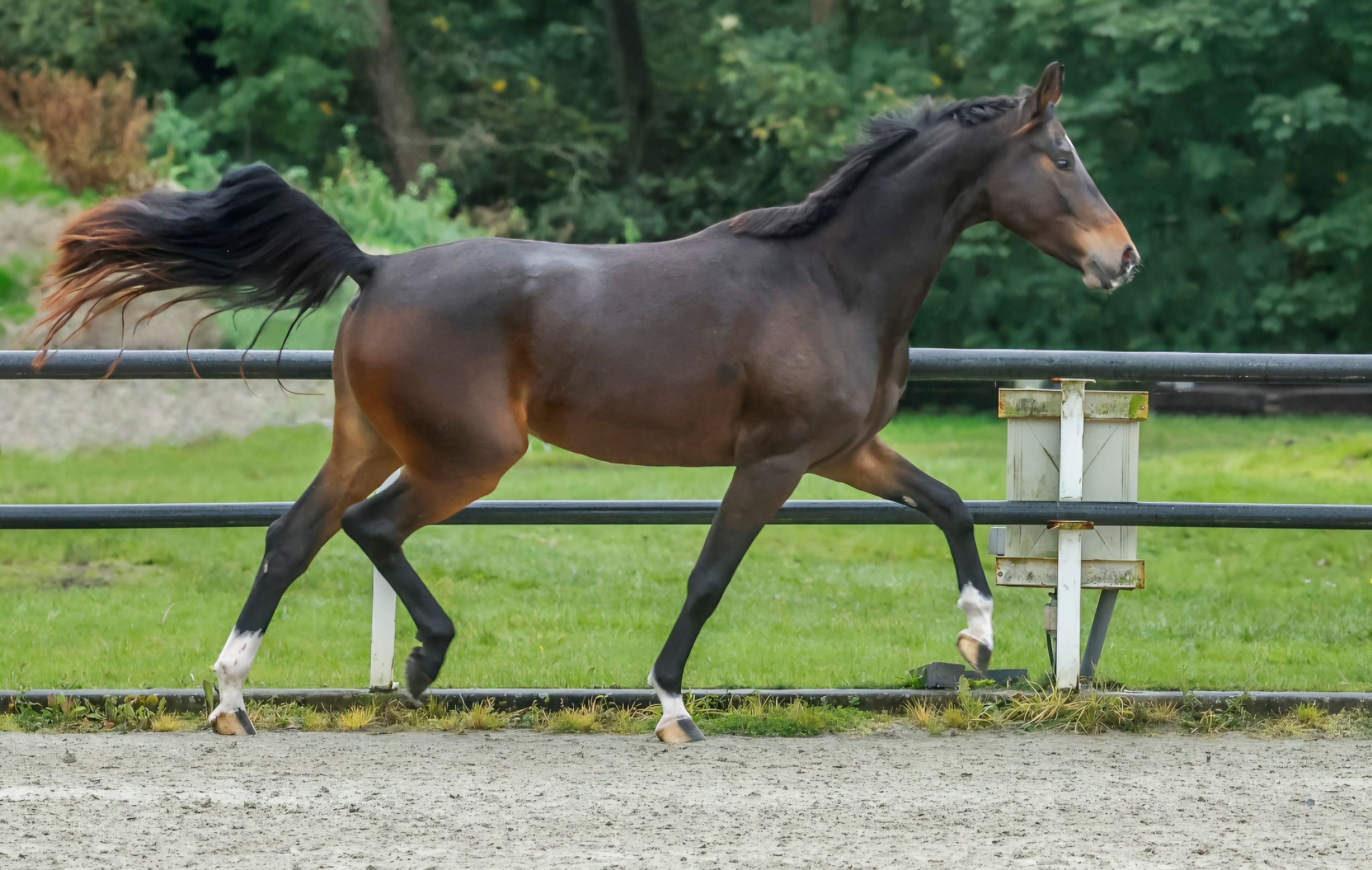 kwpn dressuurpaard merrie 5 rokov bruin na predaj - Foto 4