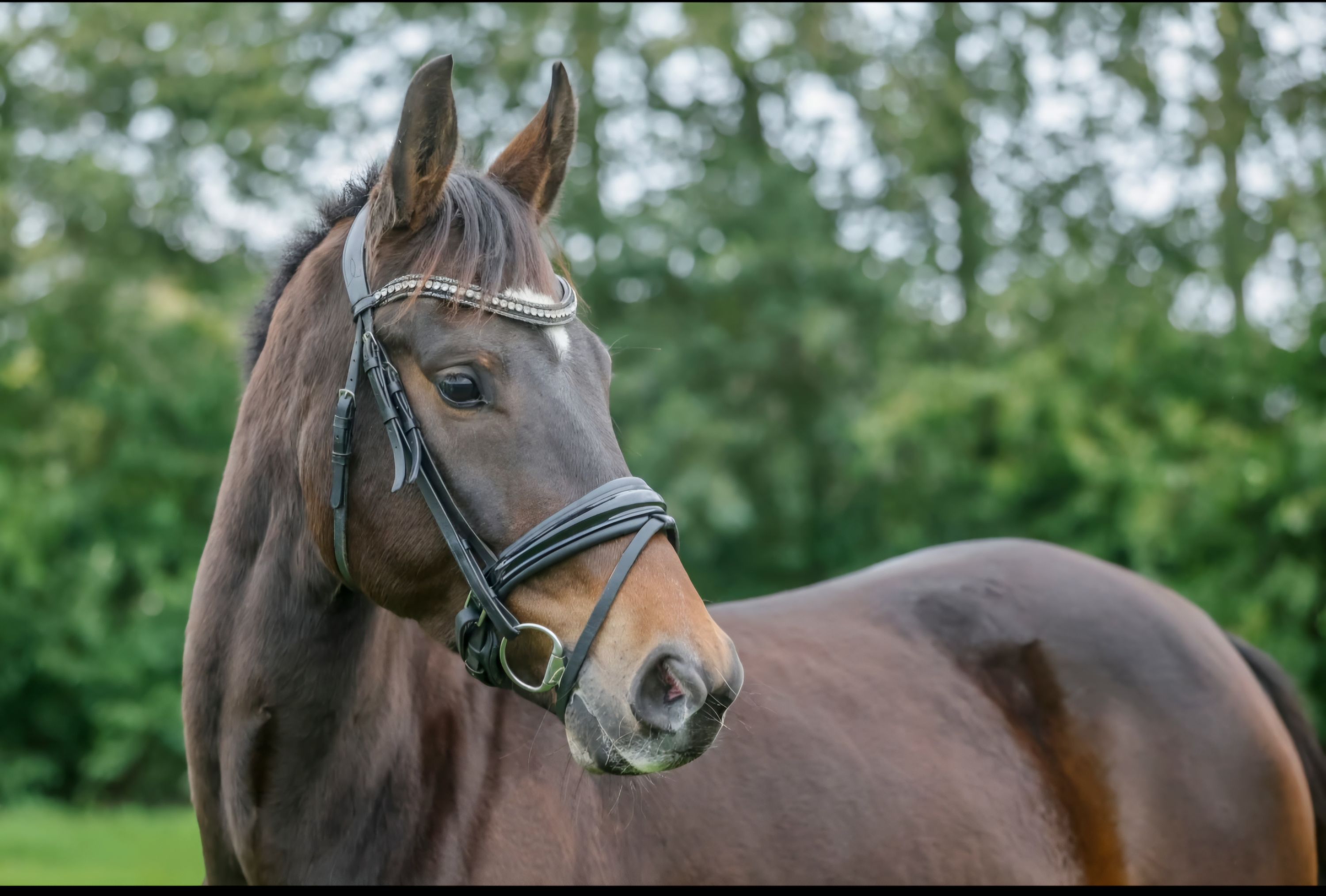 kwpn dressuurpaard merrie 5 rokov bruin na predaj - Foto 2