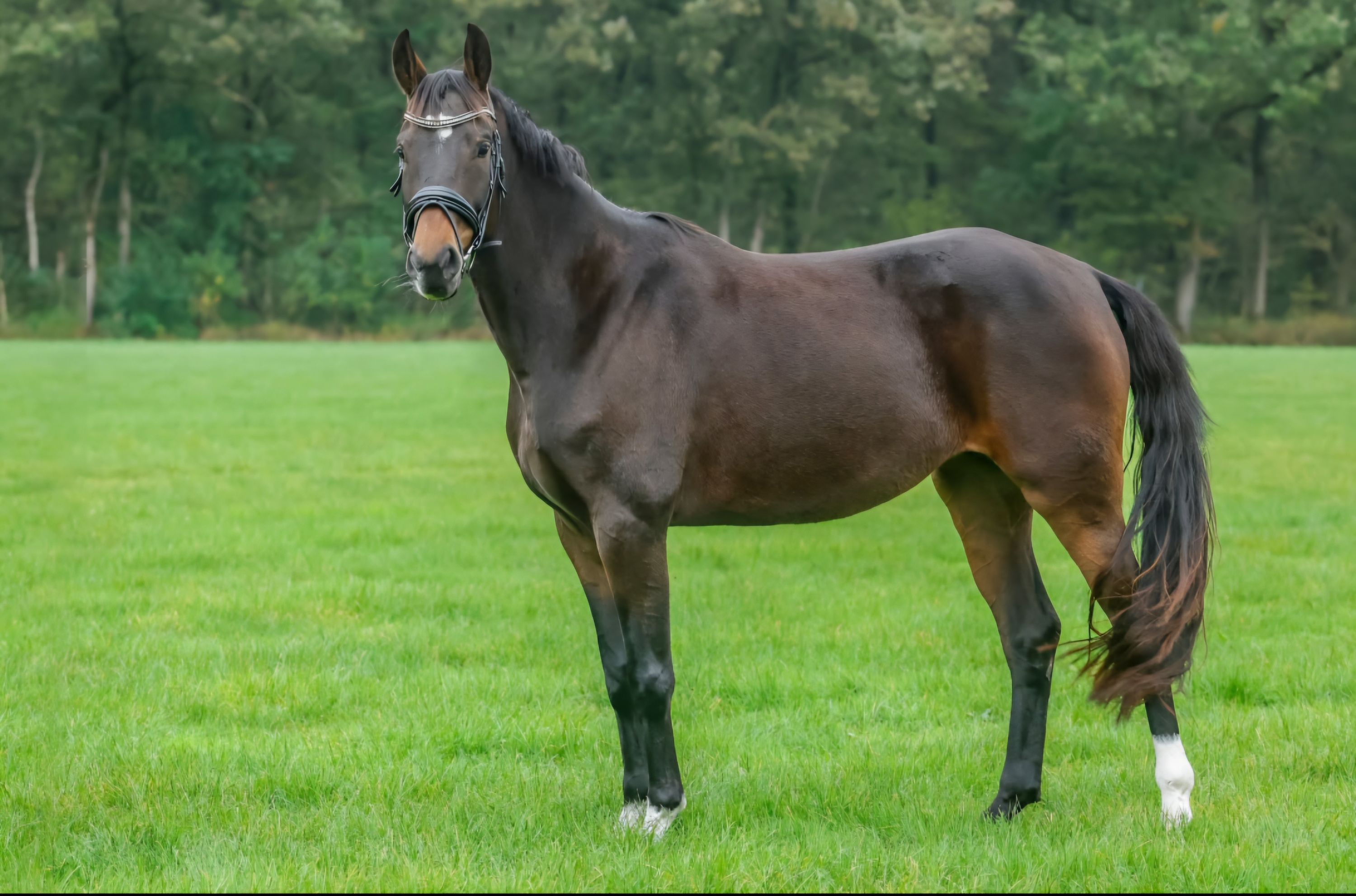 kwpn dressuurpaard merrie 5 rokov bruin na predaj - Foto 3