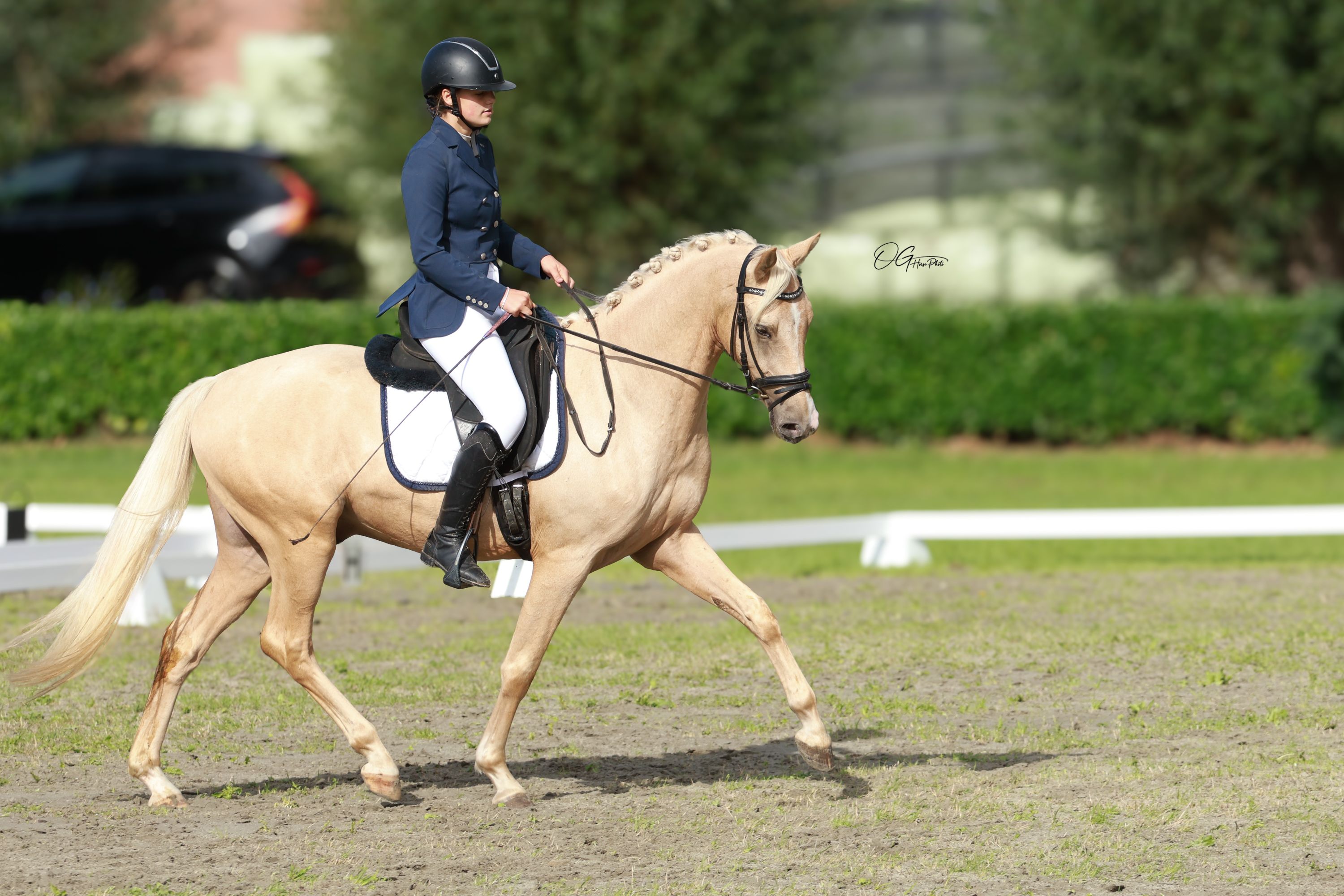 nrps dressuurpony ruin 3 år palomino till salu - Foto 3