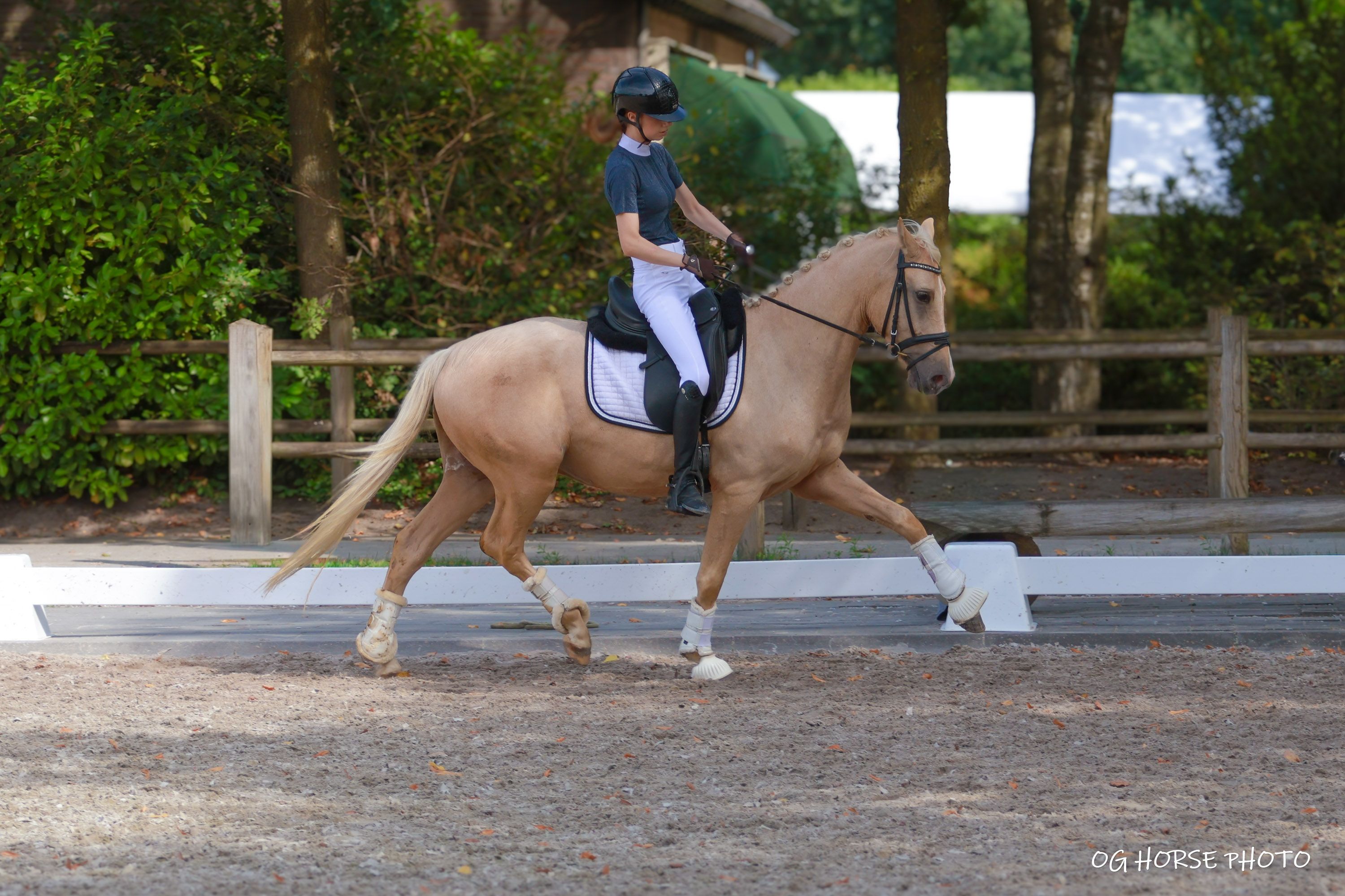 nrps dressuurpony ruin 3 år palomino till salu - Foto 5