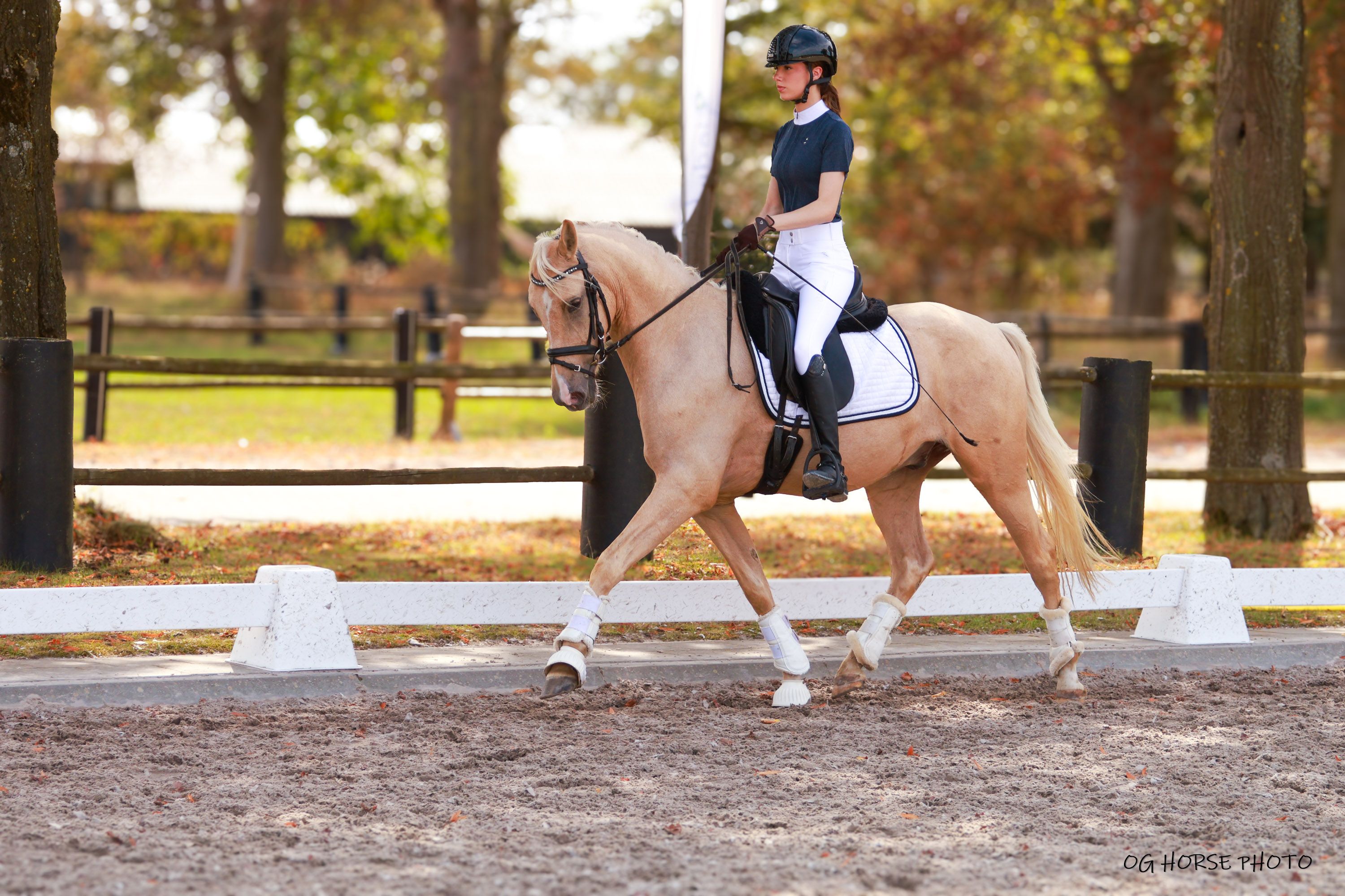 nrps dressuurpony ruin 3 år palomino till salu - Foto 4