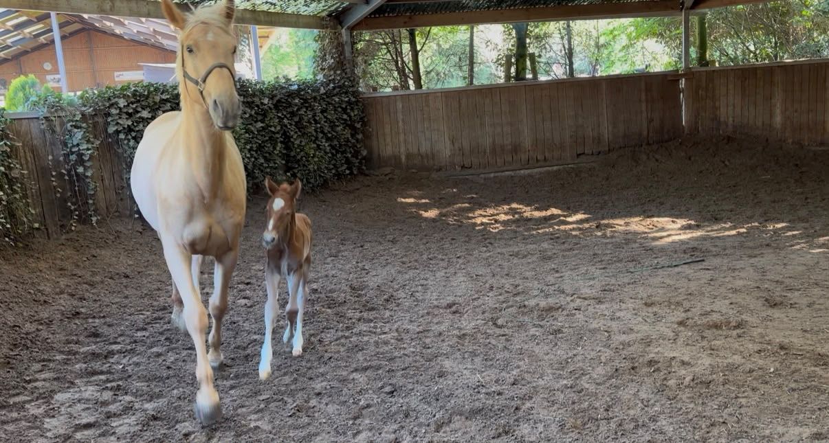 8-year-old palomino broodmare for sale