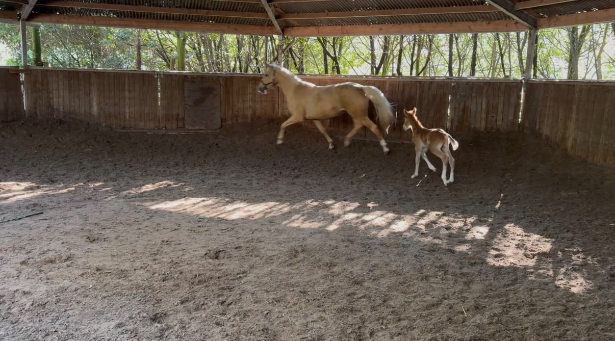 oldenburg fokmerrie merrie 8 years old palomino for sale - Photo 2