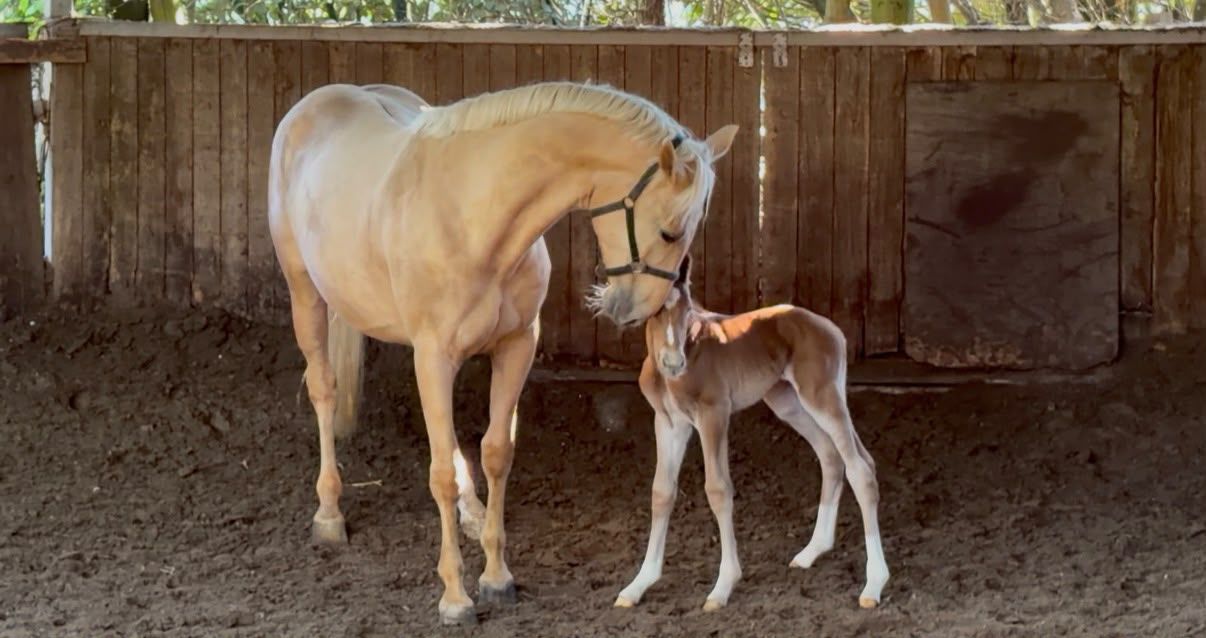 oldenburg fokmerrie merrie 8 years old palomino for sale - Photo 3