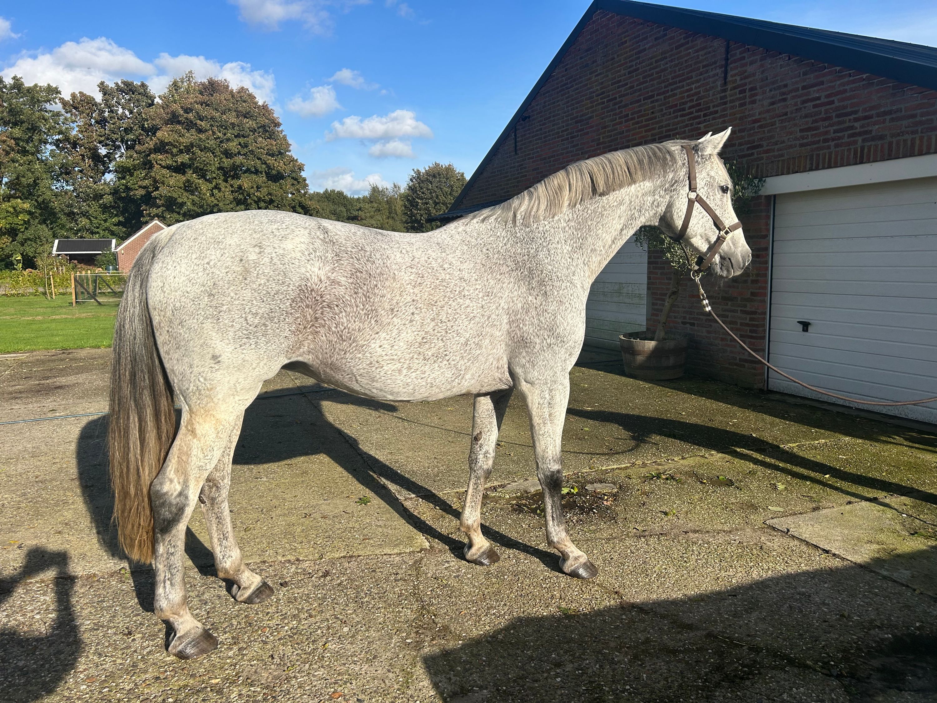 kwpn springpaard merrie 13 years old schimmel for sale - Photo 2