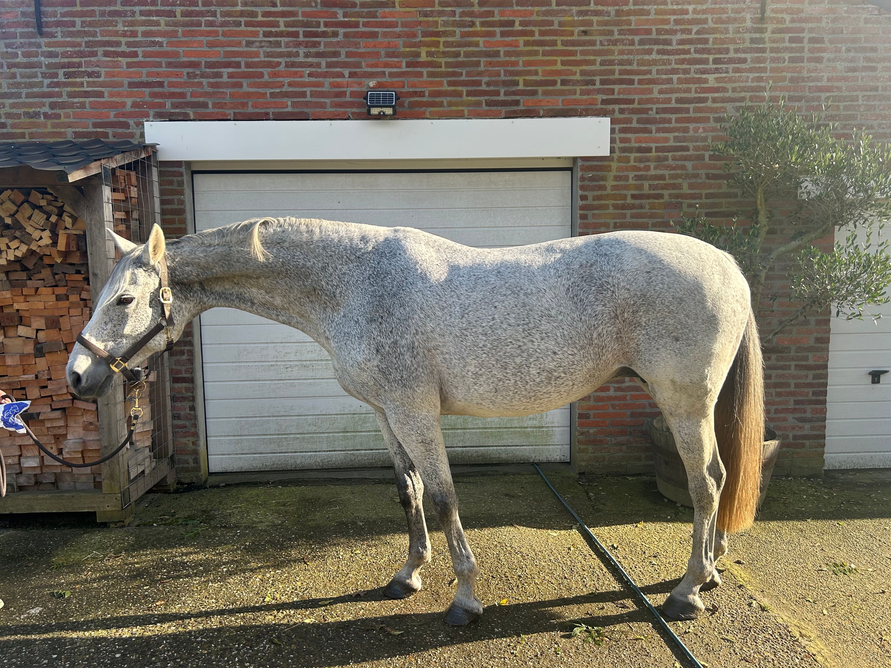 kwpn springpaard merrie 13 years old schimmel for sale - Photo 4