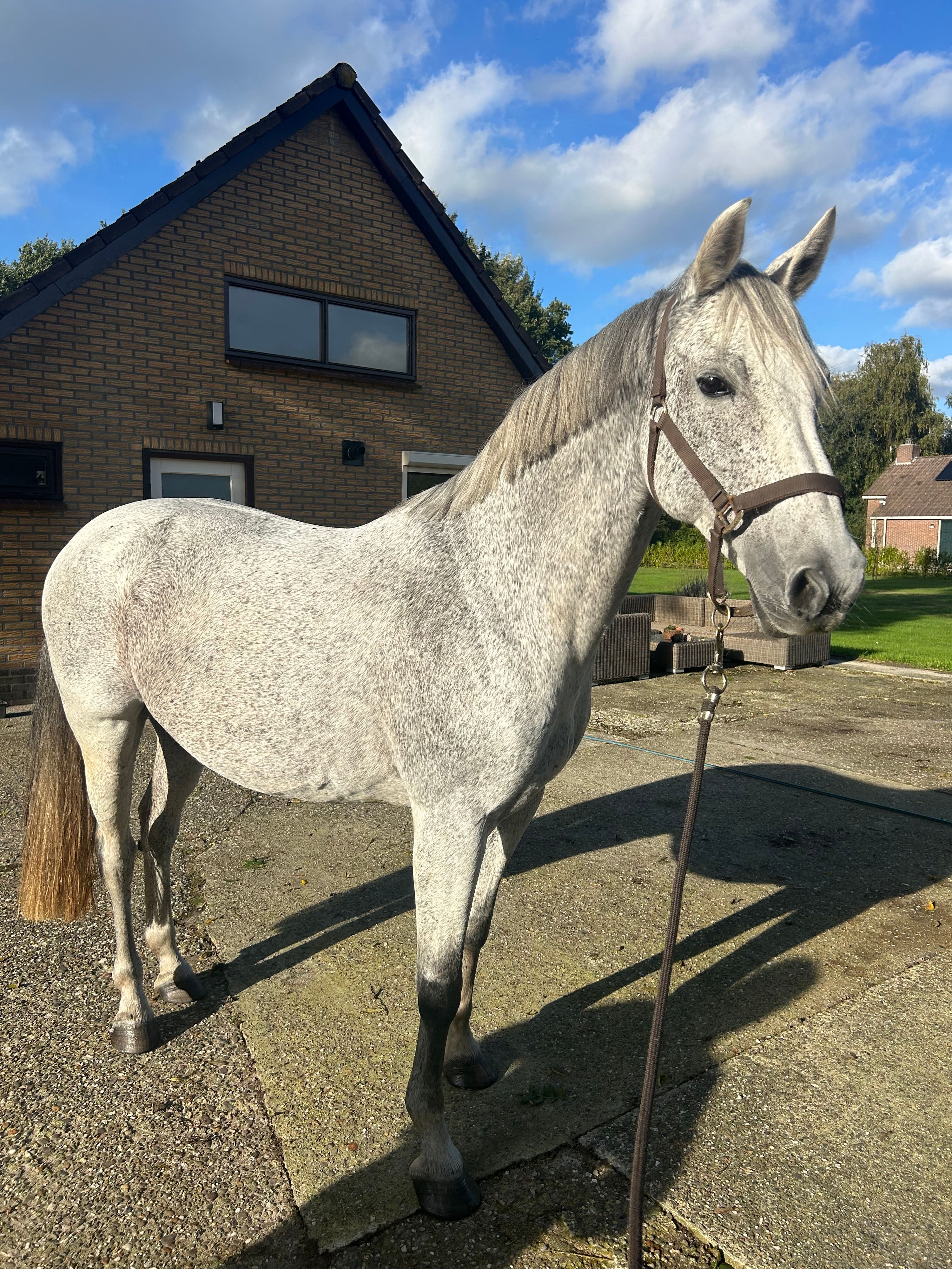 13-year-old Elite mare