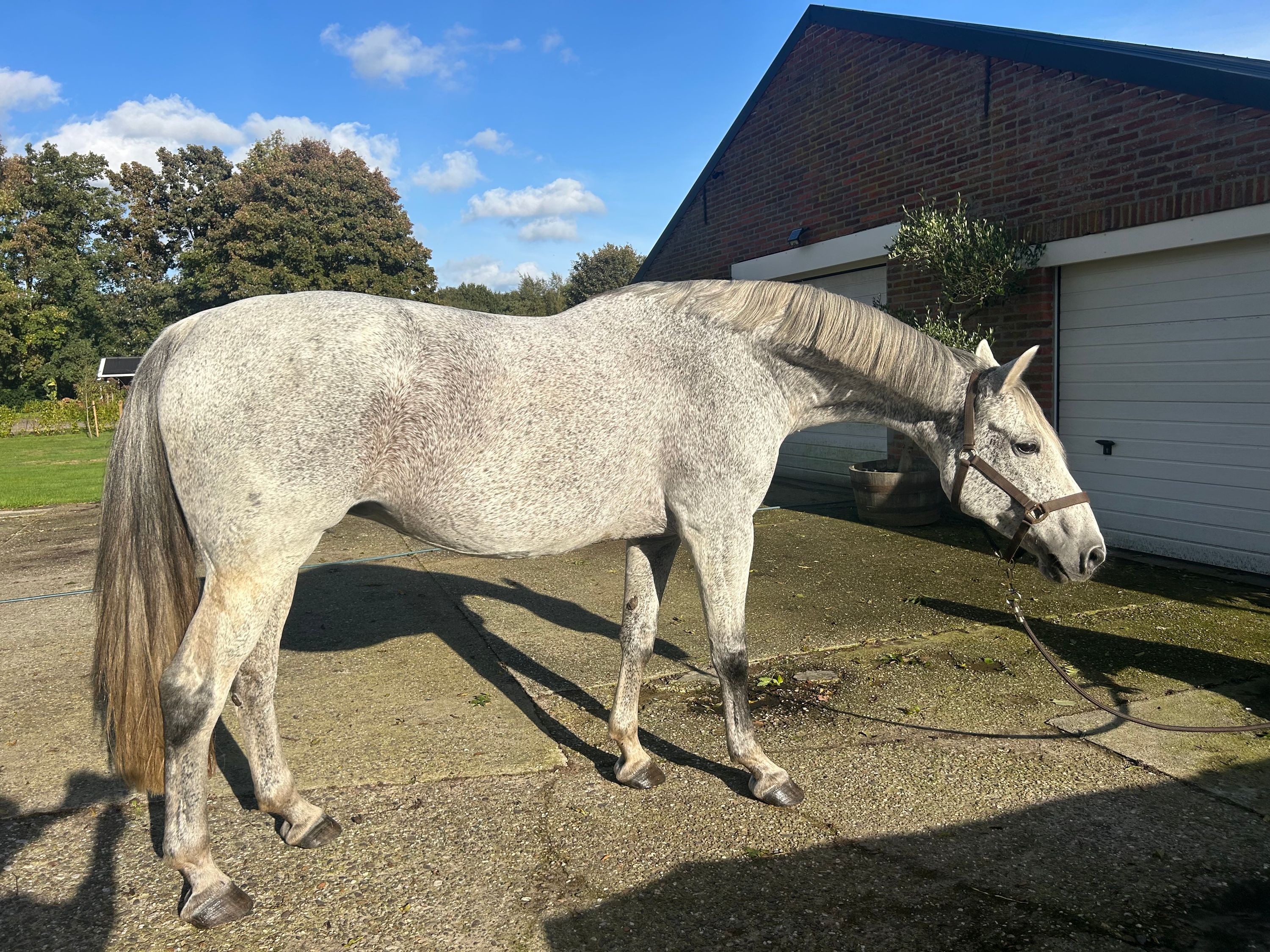 kwpn springpaard merrie 13 years old schimmel for sale - Photo 3
