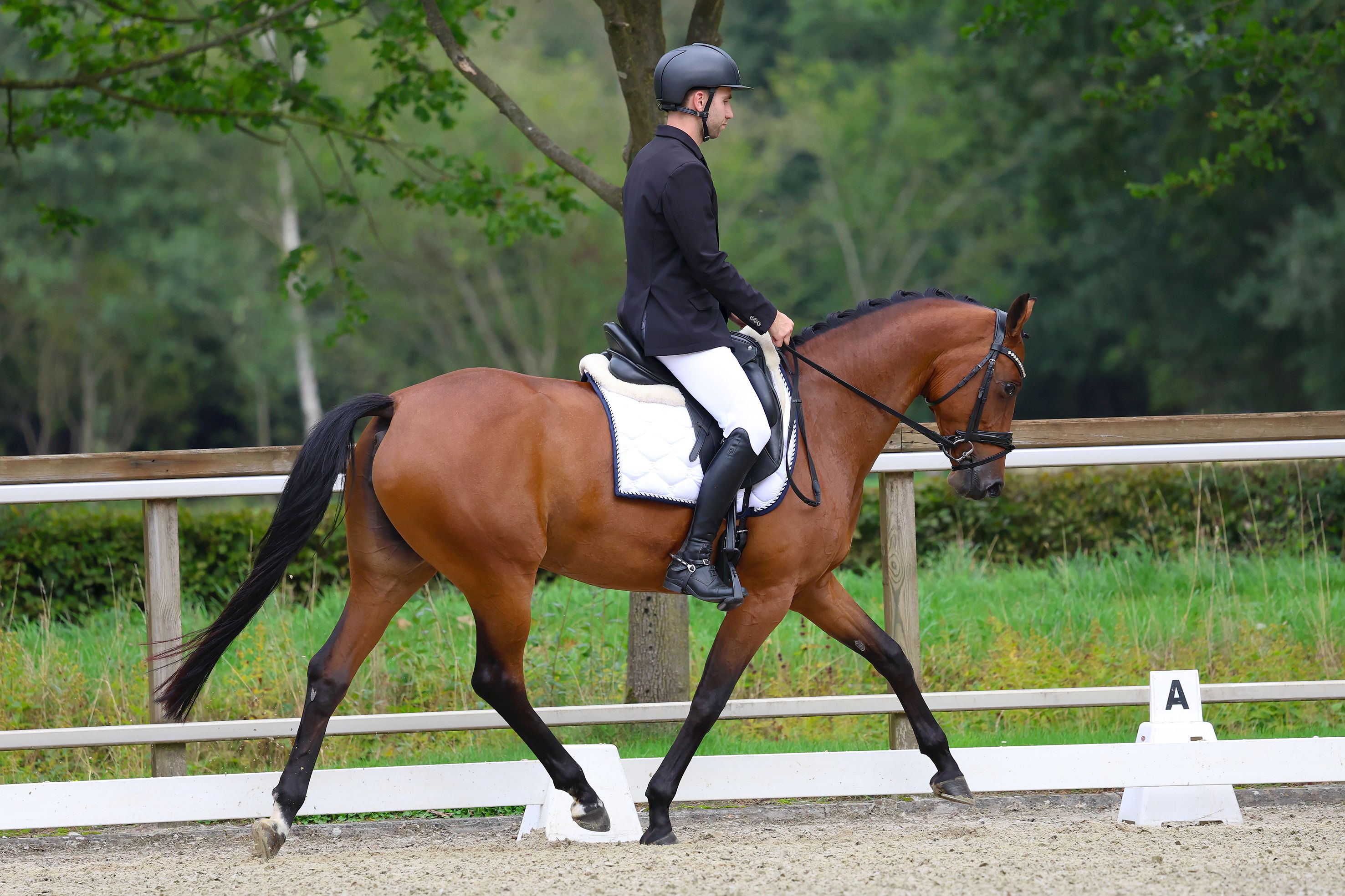KWPN dressuurpony merrie 5 år bruin till salu - Foto 2