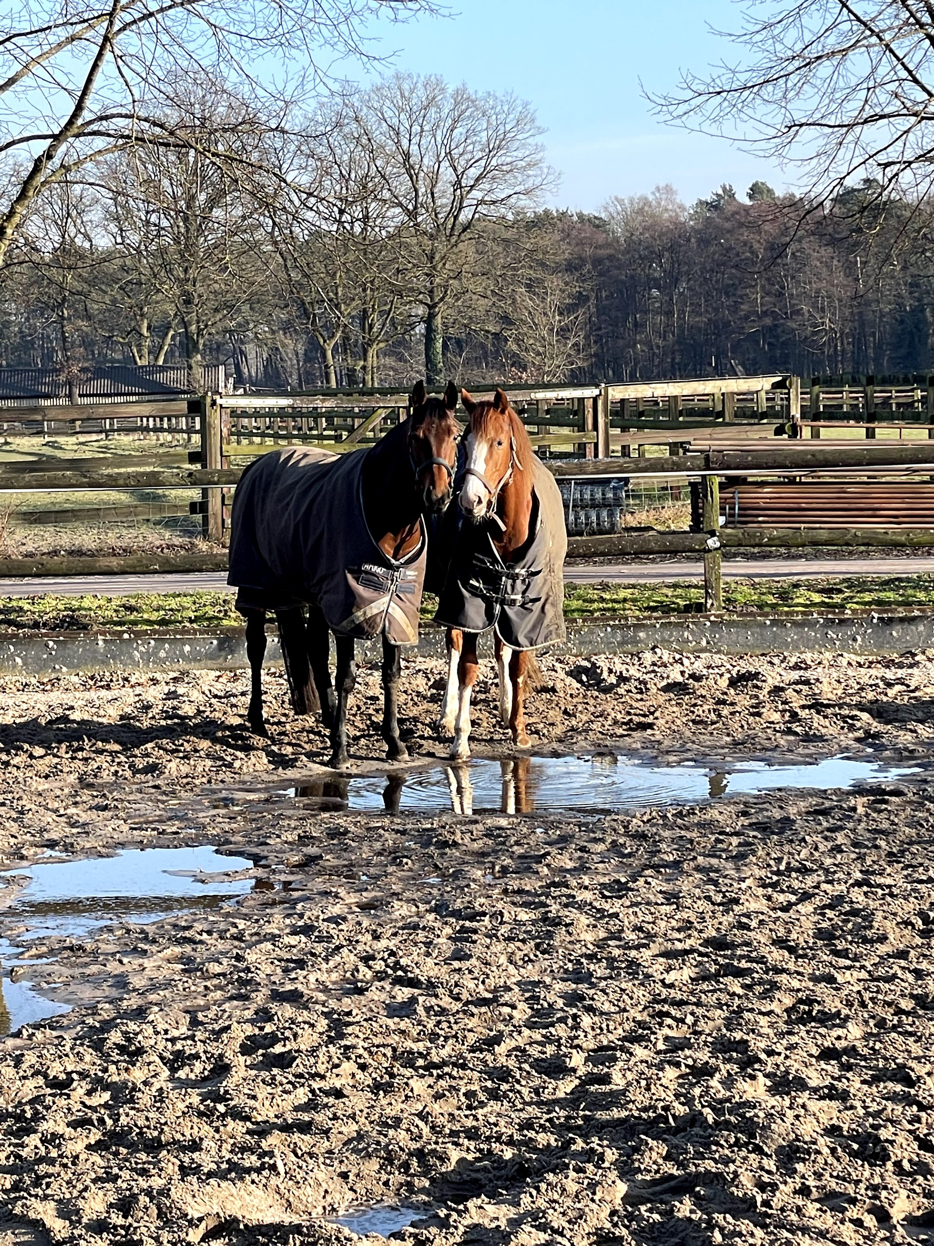 KWPN dressuurpony merrie 5 år bruin till salu - Foto 3