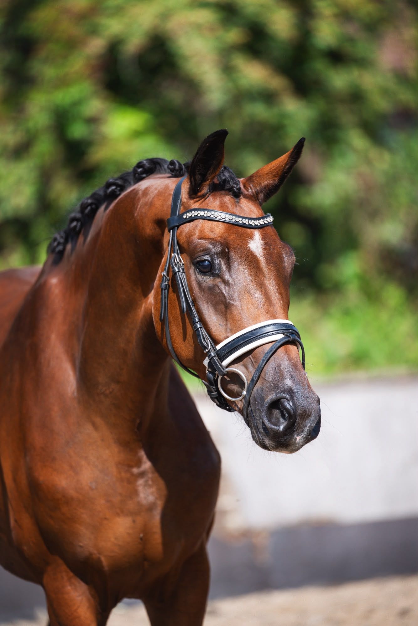 kwpn dressuurpaard ruin 3 år bruin till salu - Foto 3