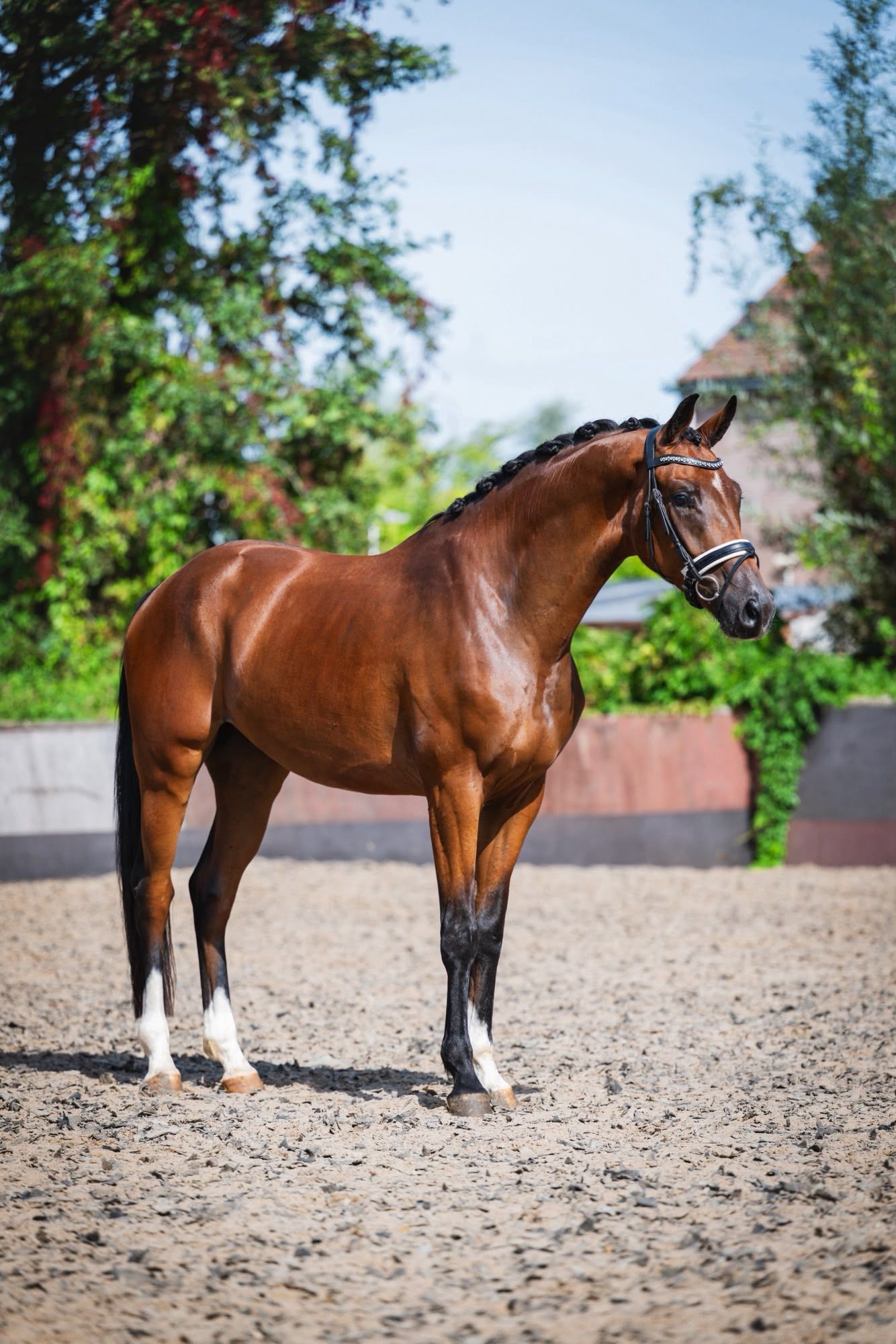 kwpn dressuurpaard ruin 3 år bruin till salu - Foto 2