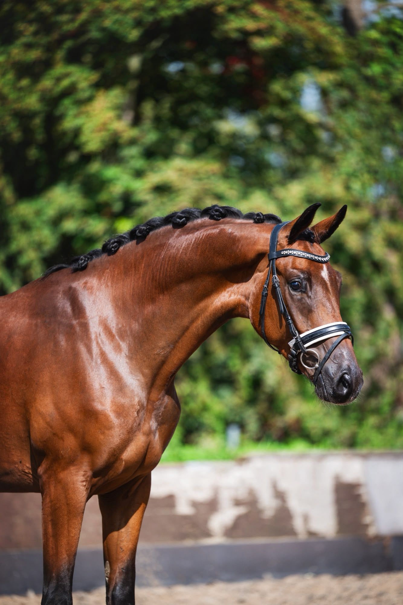 Super cool several 3-year-olds for sale