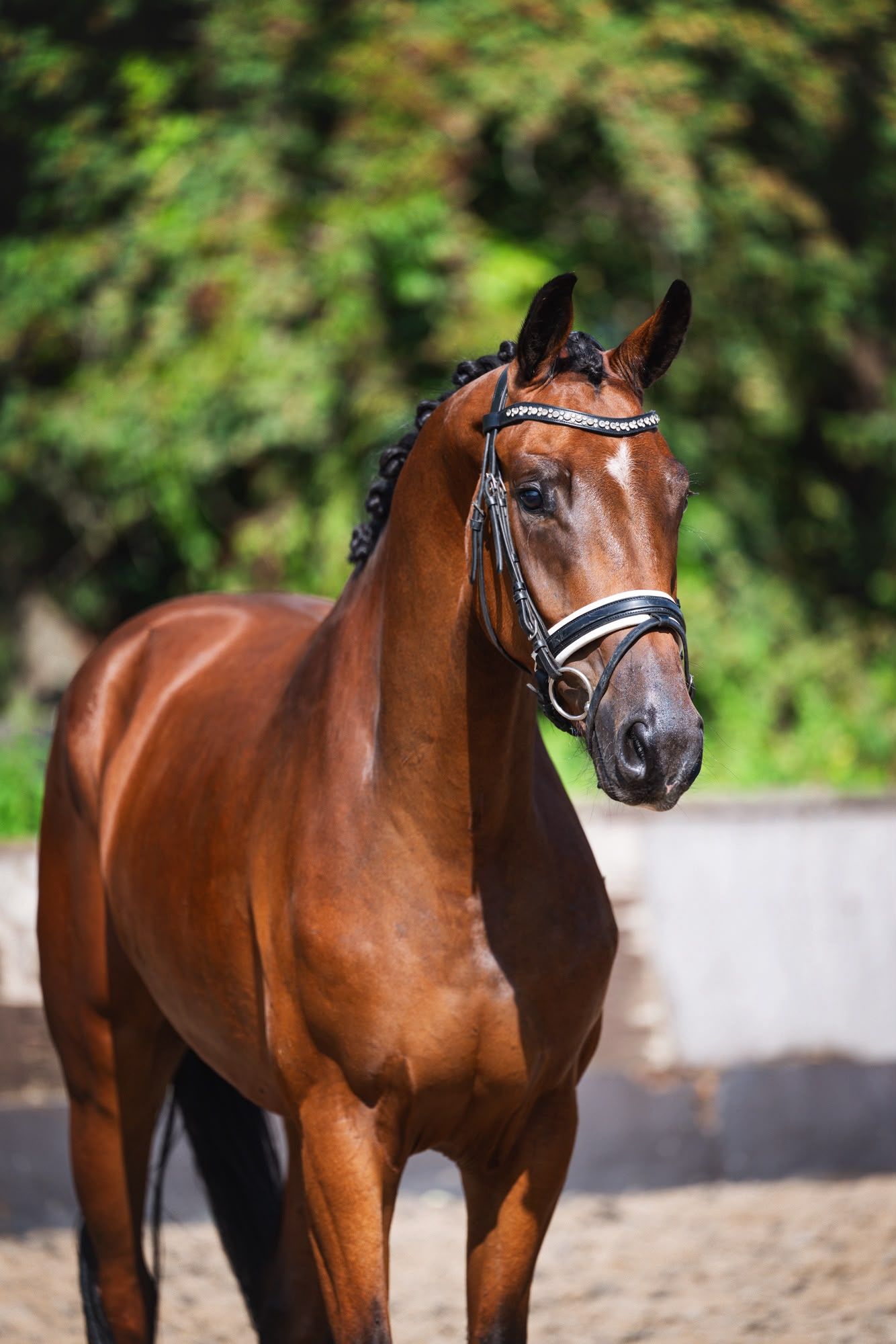 kwpn dressuurpaard ruin 3 år bruin till salu - Foto 4