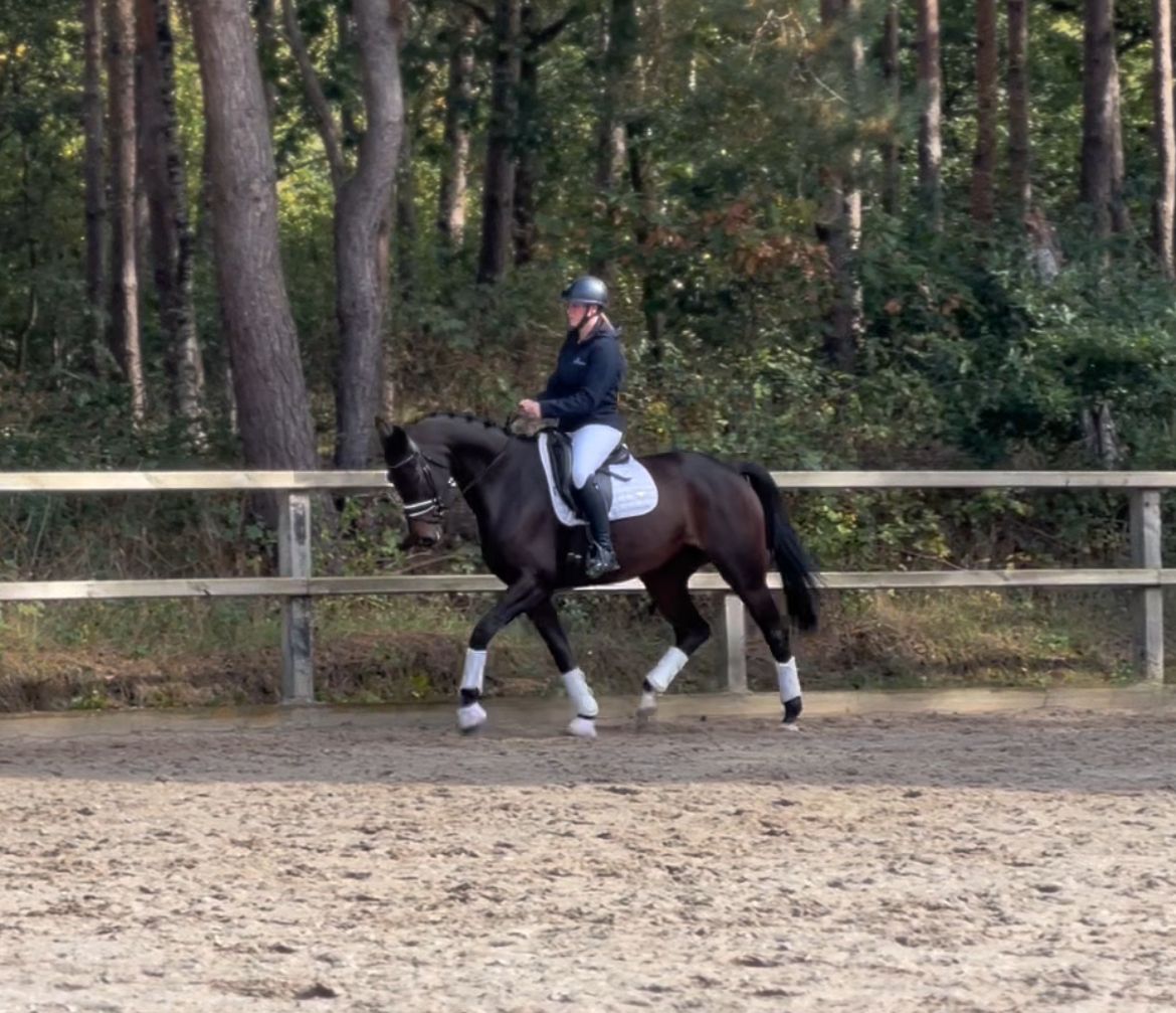 kwpn dressuurpaard merrie 6 år donkerbruin till salu - Foto 2