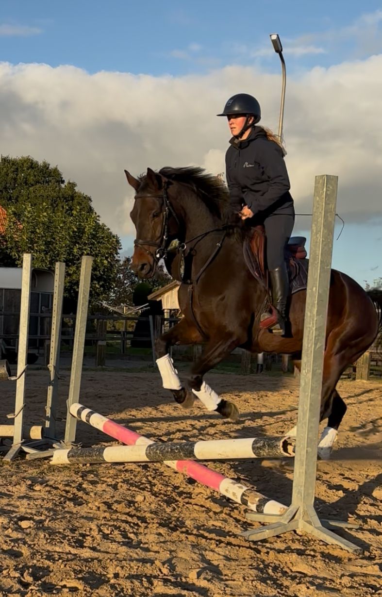 kwpn dressuurpaard merrie 6 år donkerbruin till salu - Foto 4