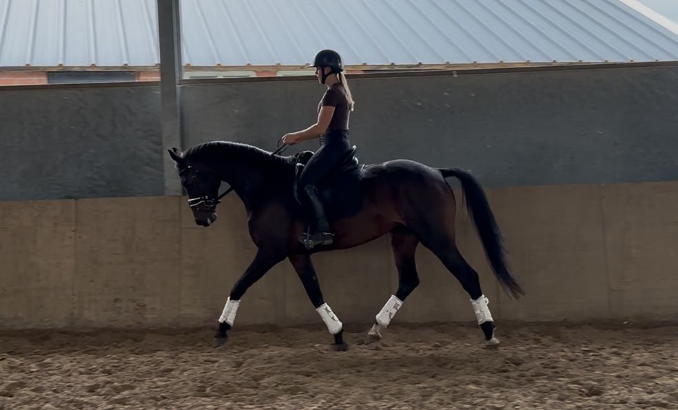 kwpn dressuurpaard merrie 6 år donkerbruin till salu - Foto 3