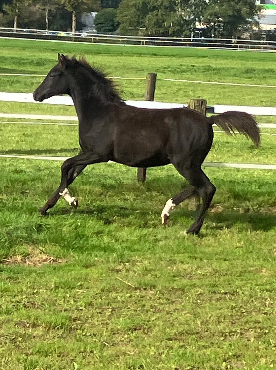 welsh allround-pony merrie 0 år zwart till salu - Foto 4