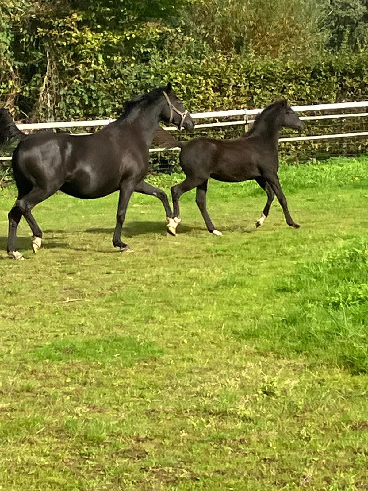 welsh allround-pony merrie 0 år zwart till salu - Foto 5