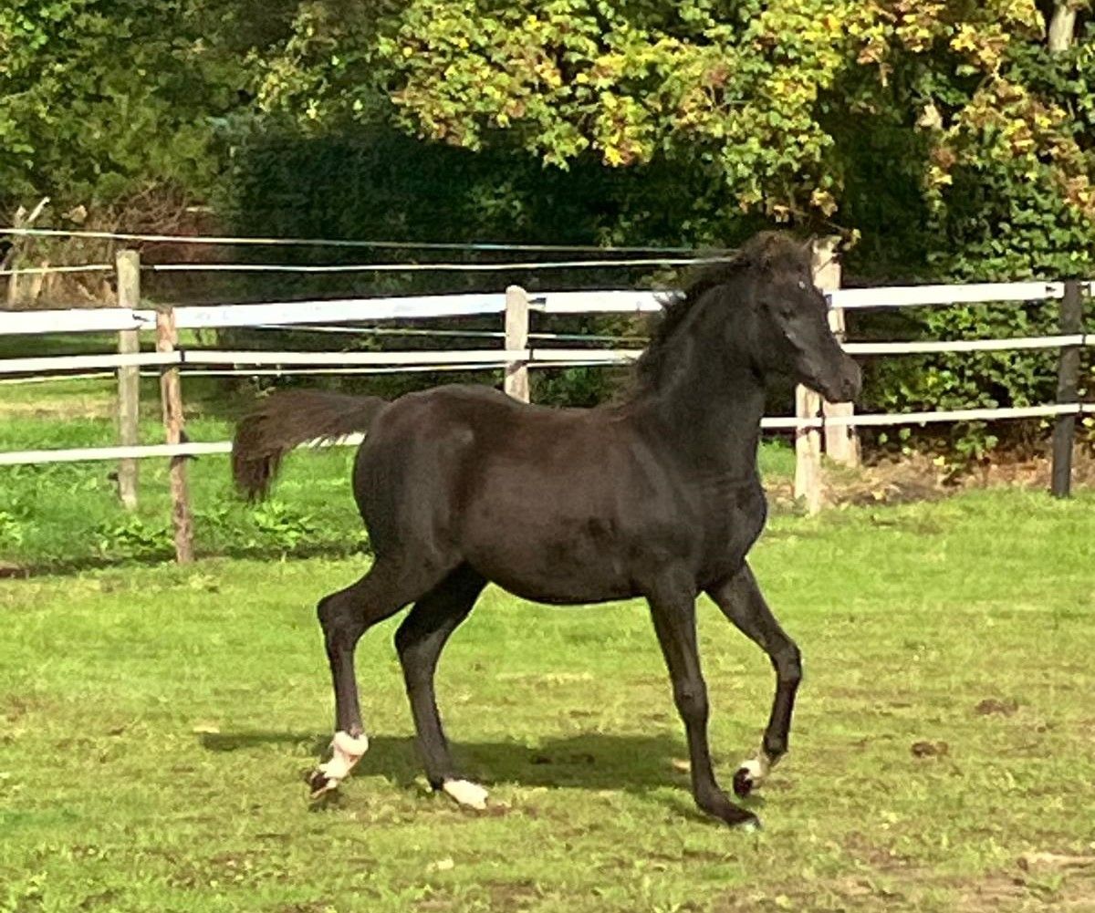 welsh allround-pony merrie 0 år zwart till salu - Foto 3