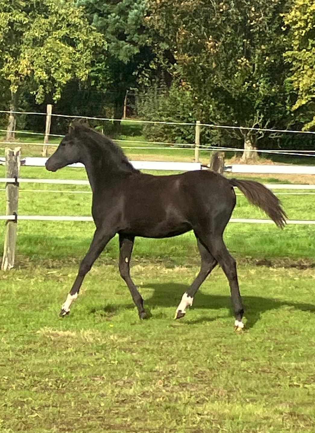 welsh allround-pony merrie 0 år zwart till salu - Foto 2