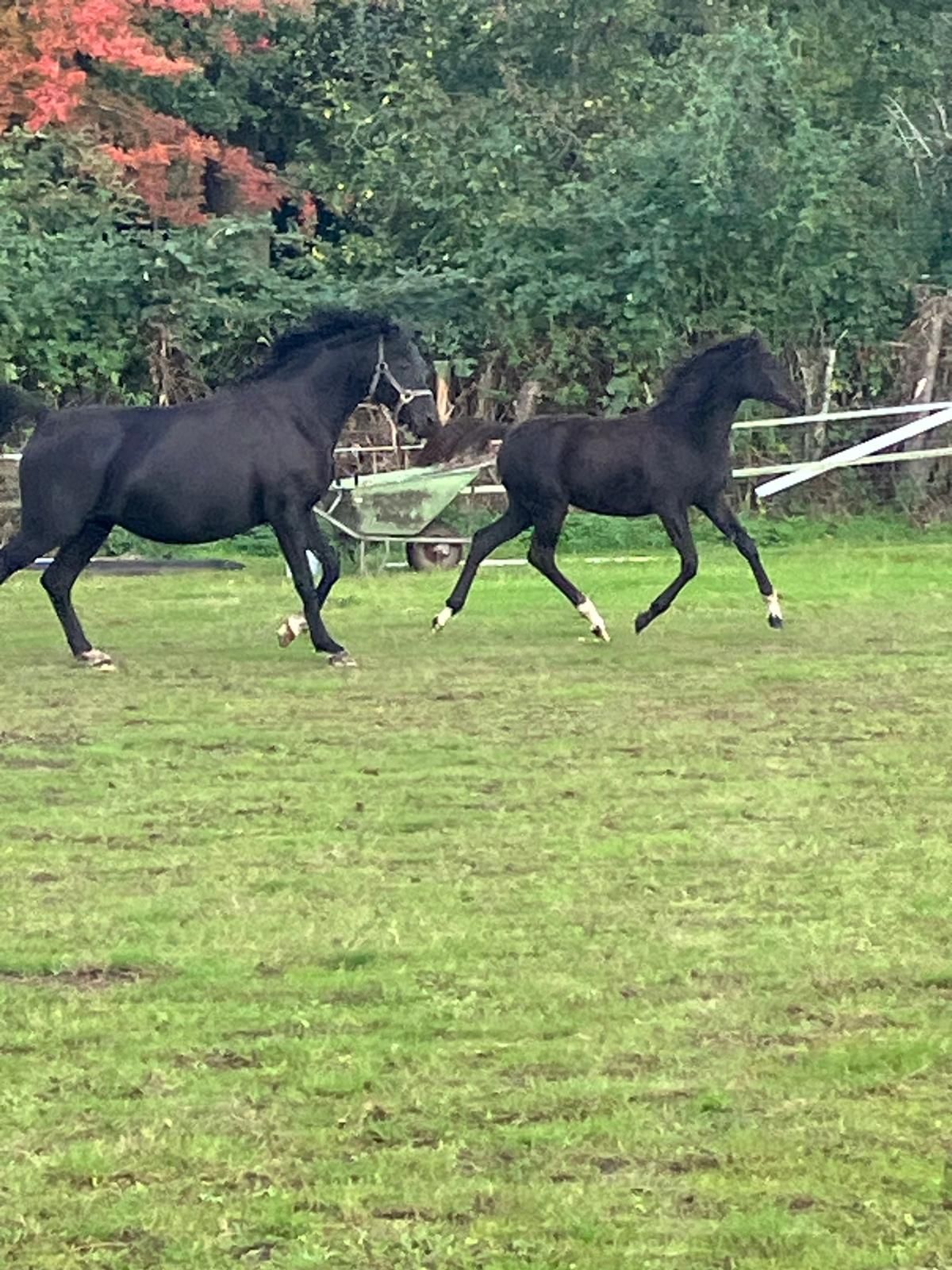 welsh allround-pony merrie 0 år zwart till salu - Foto 6