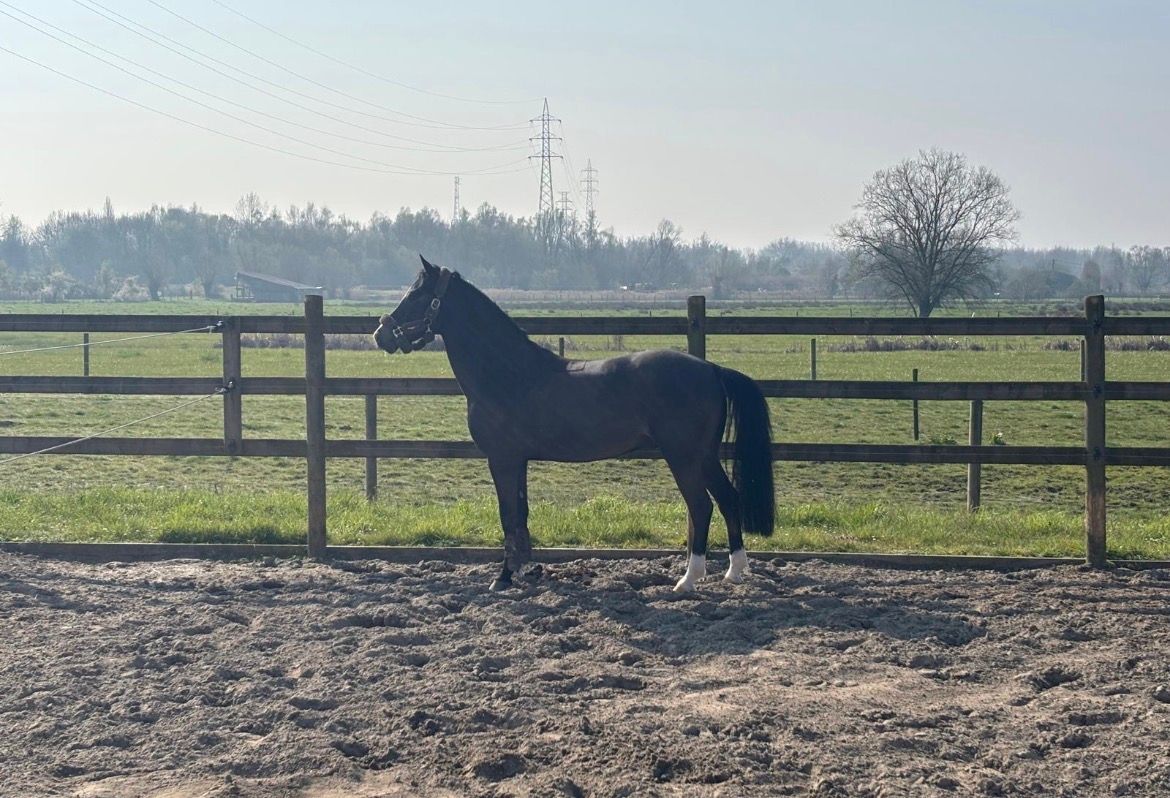 nrps springpony ruin 5 år zwart till salu - Foto 2
