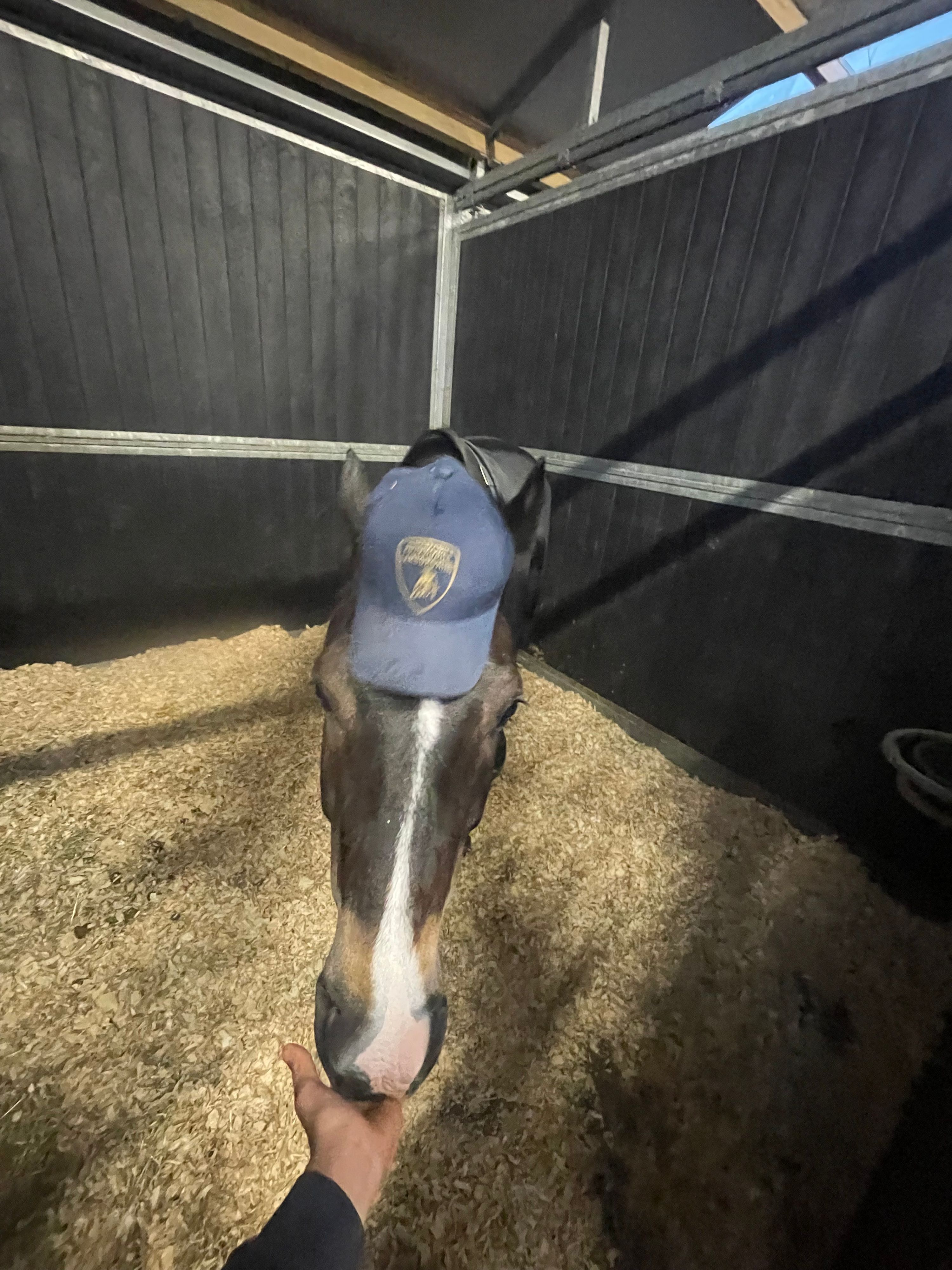 nrps springpony ruin 5 år zwart till salu - Foto 3