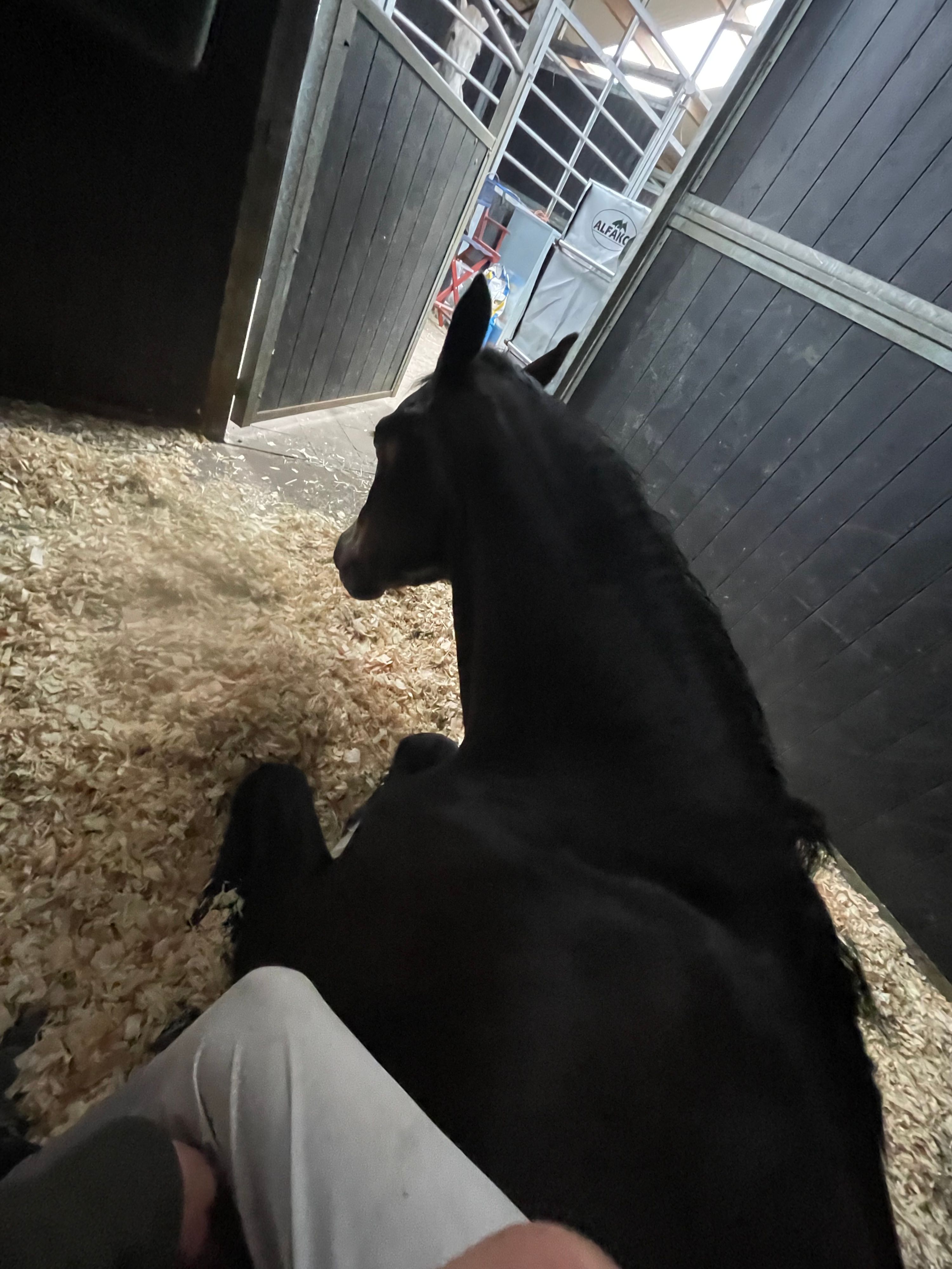 nrps springpony ruin 5 år zwart till salu - Foto 4
